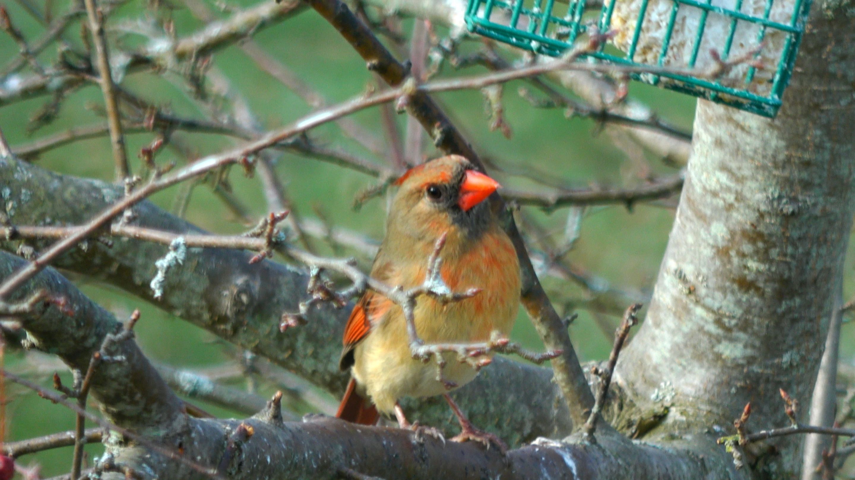Cardinal8.JPG