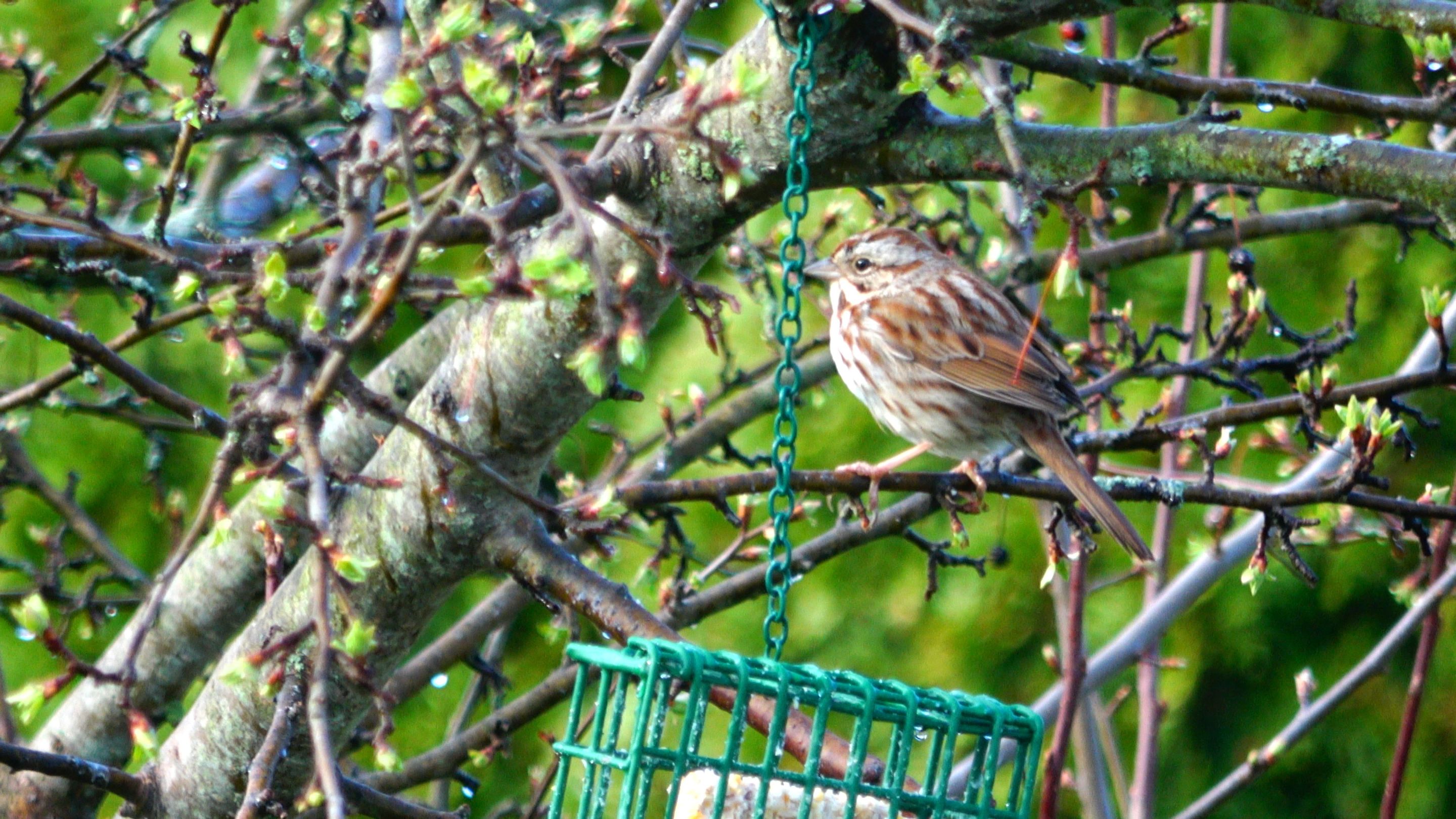 FoxSparrow1.JPG