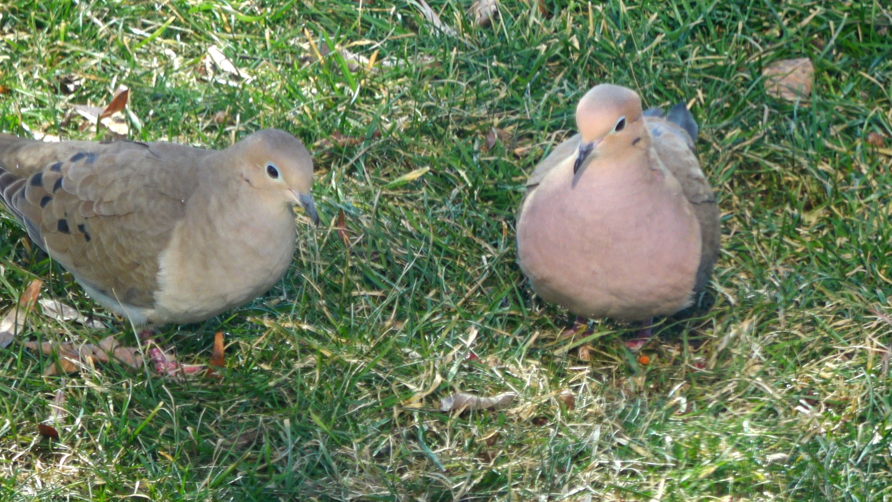 Doves.JPG