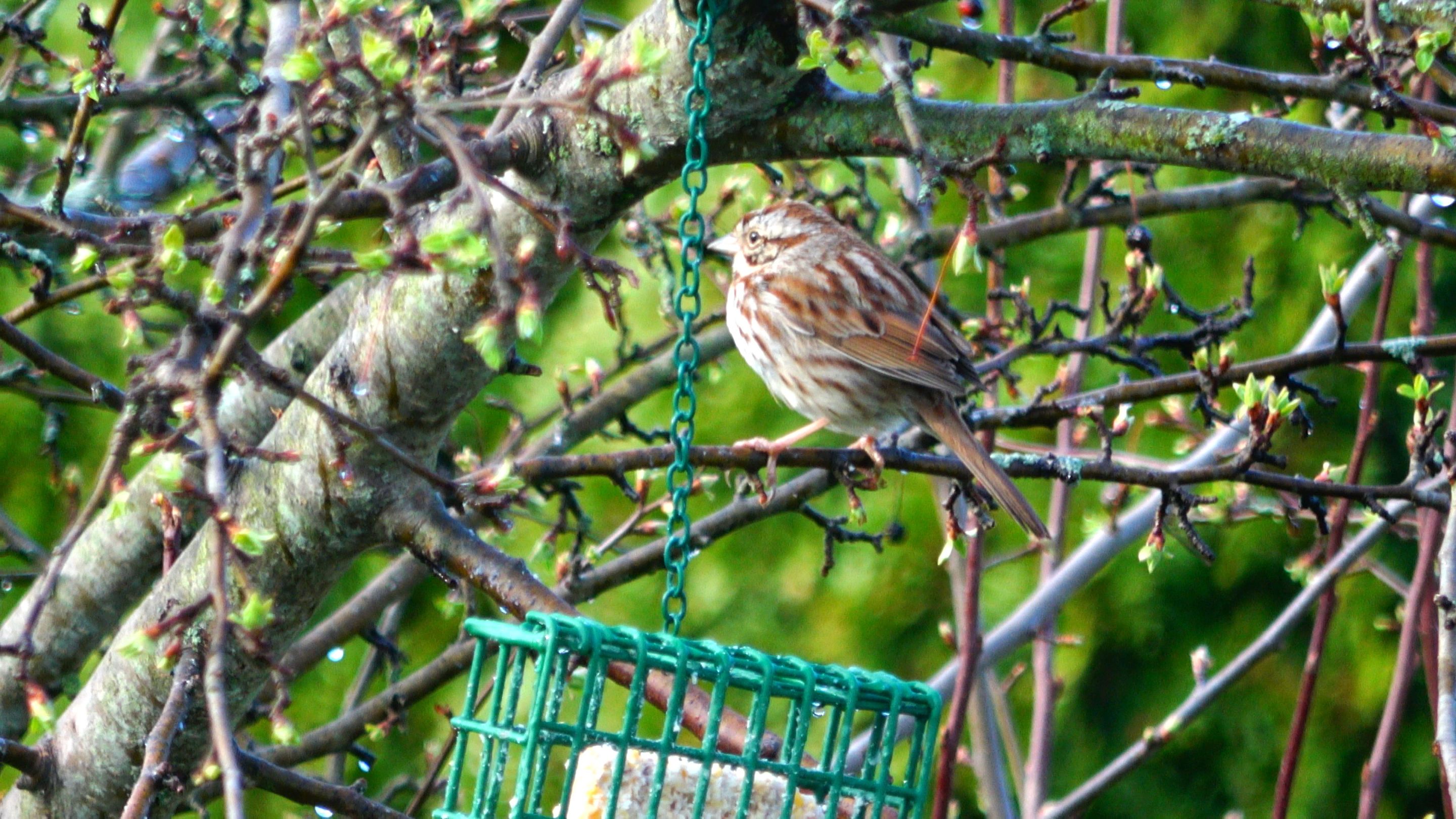 FoxSparrow2.JPG