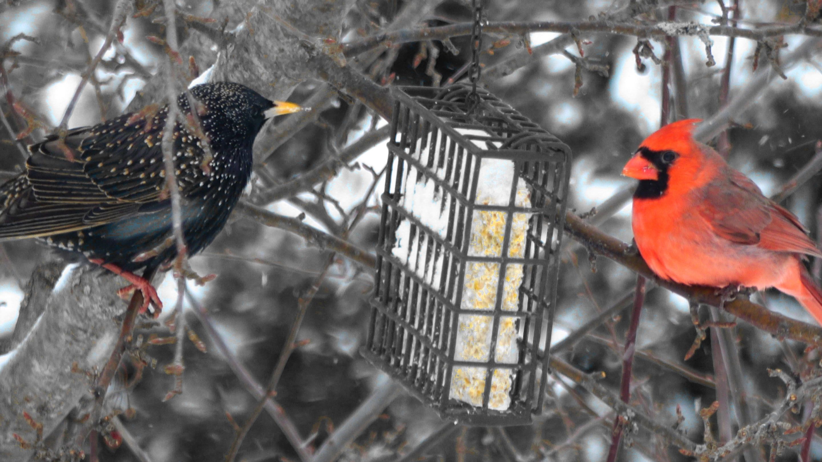 Cardinal5A.JPG