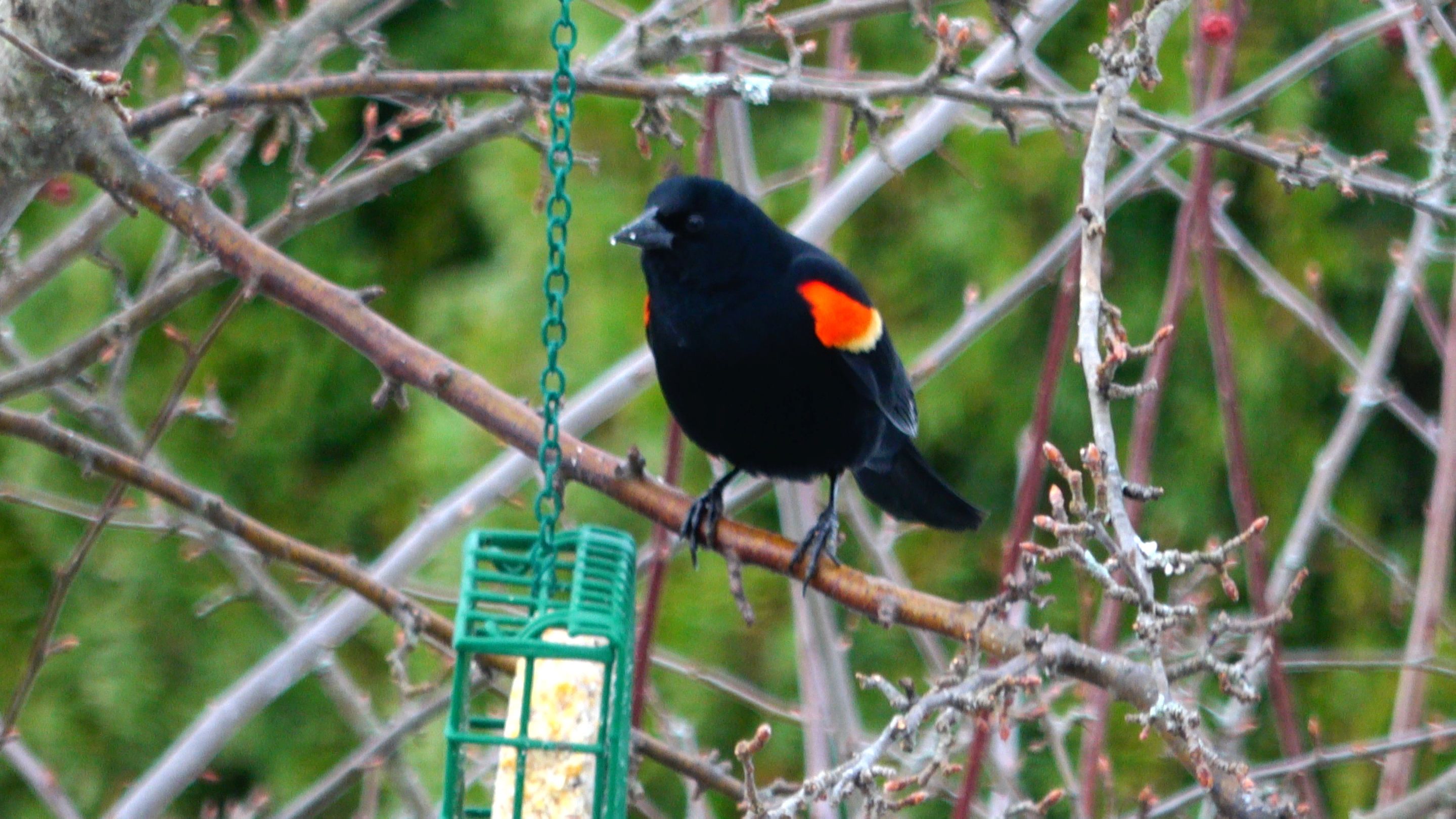Red-winged Blackbird3.JPG