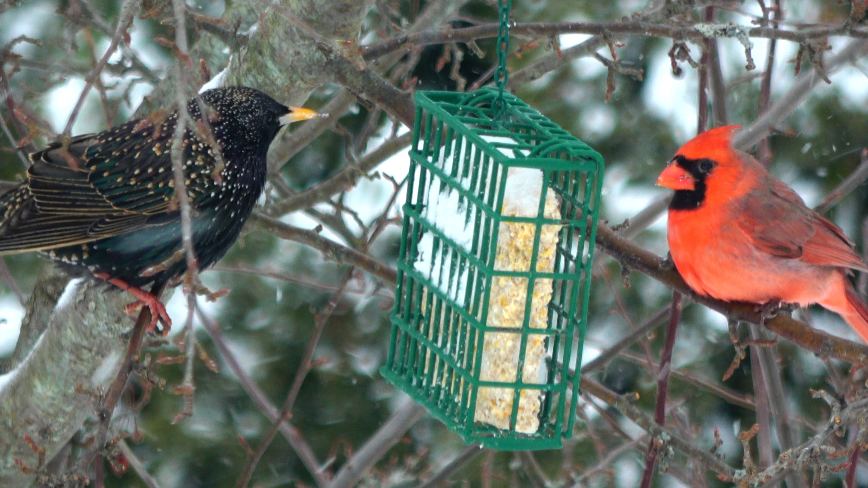 Cardinal5.JPG