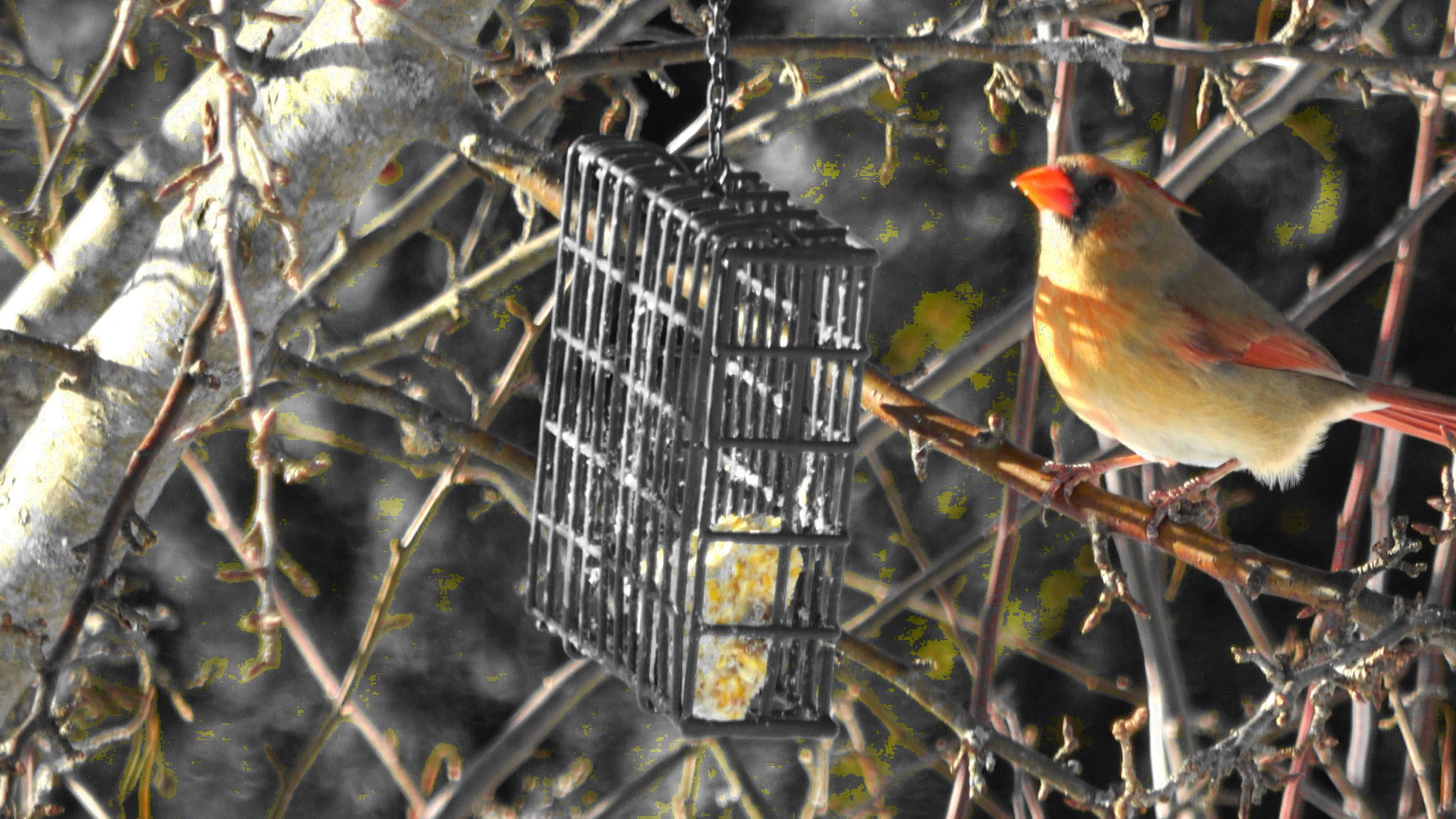Cardinal1A.JPG