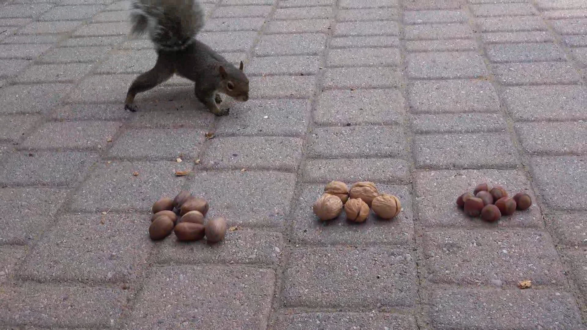 FirstPecan1.JPG