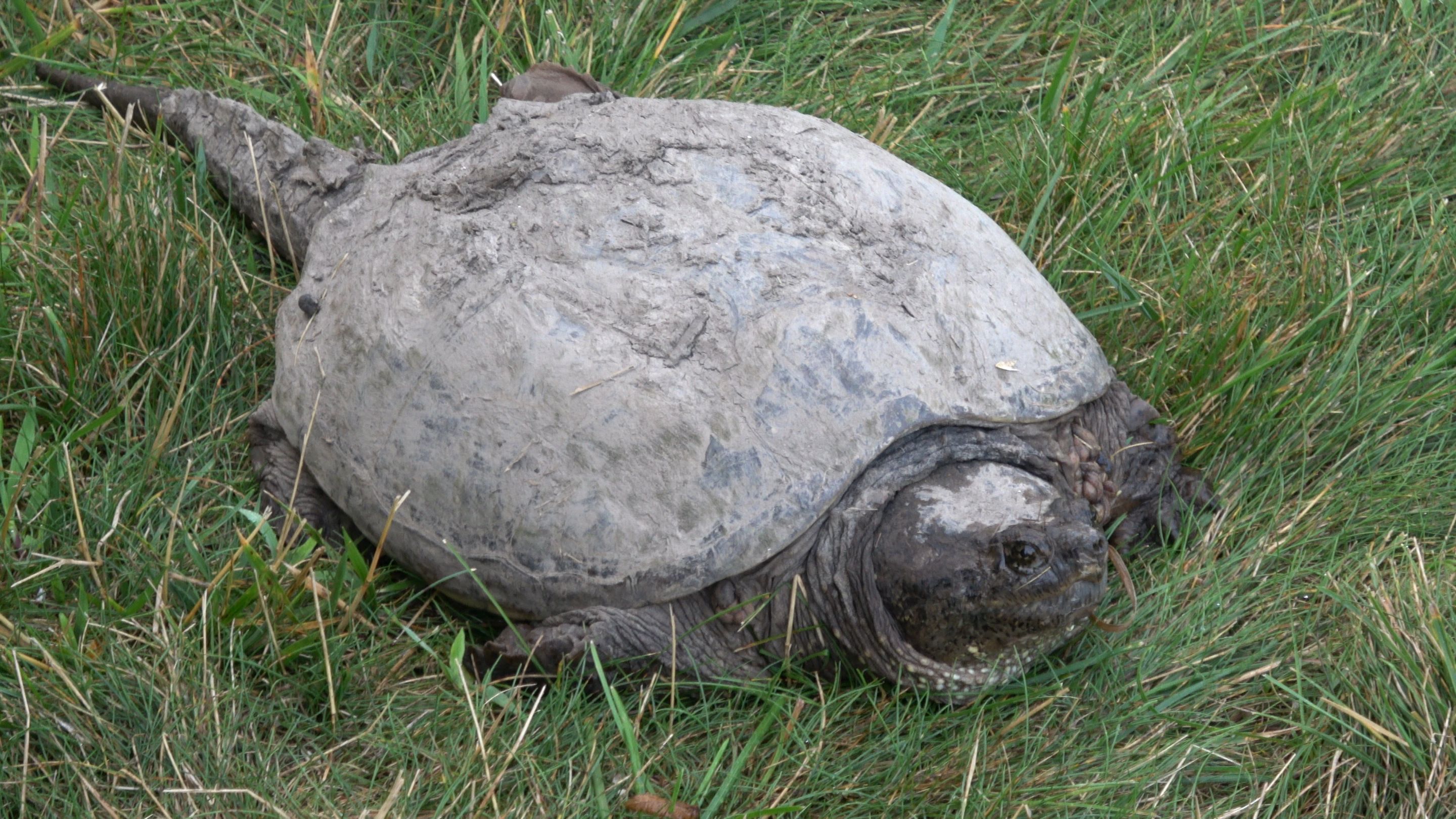 Turtle1.JPG