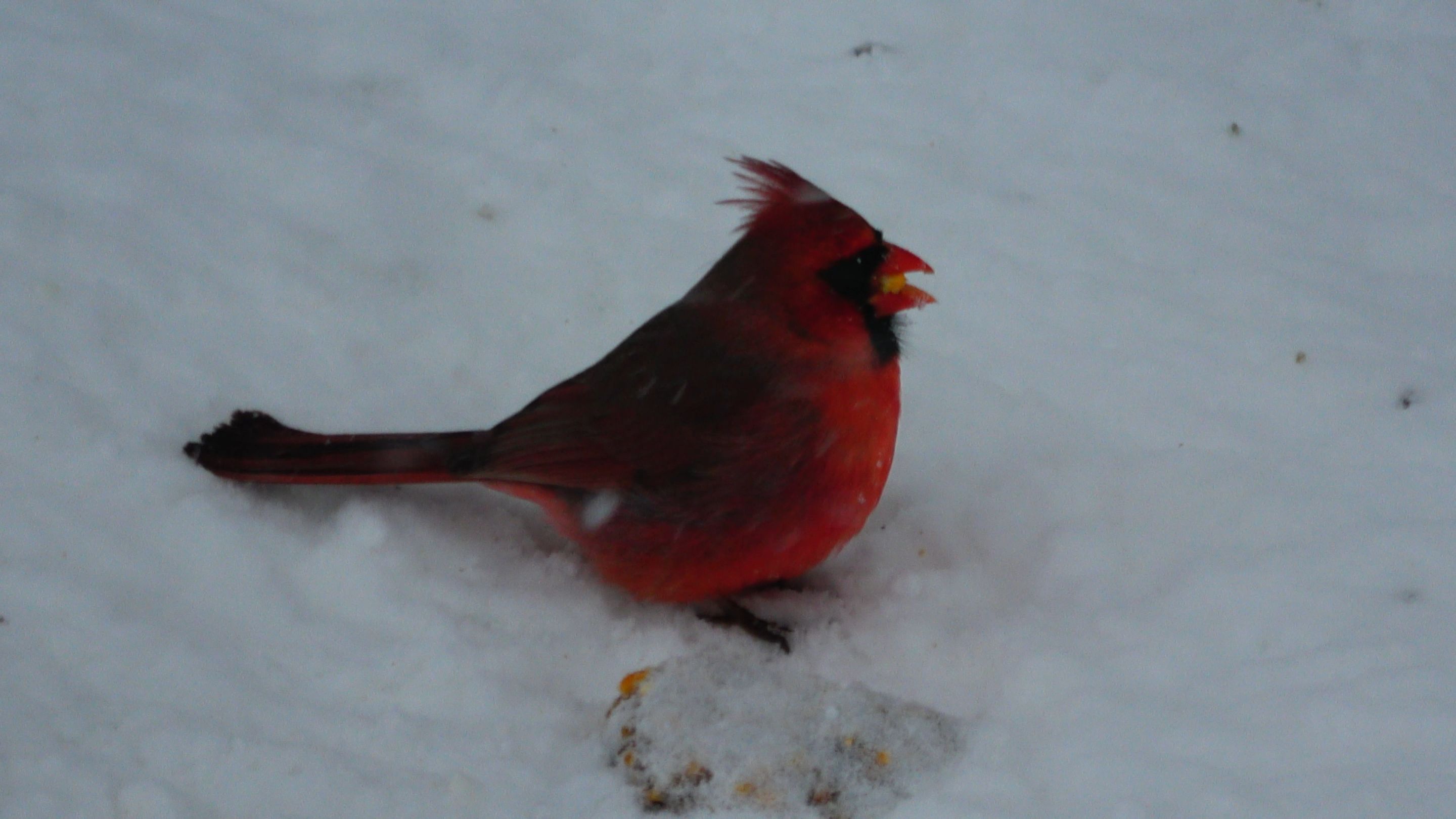Cardinal1.JPG