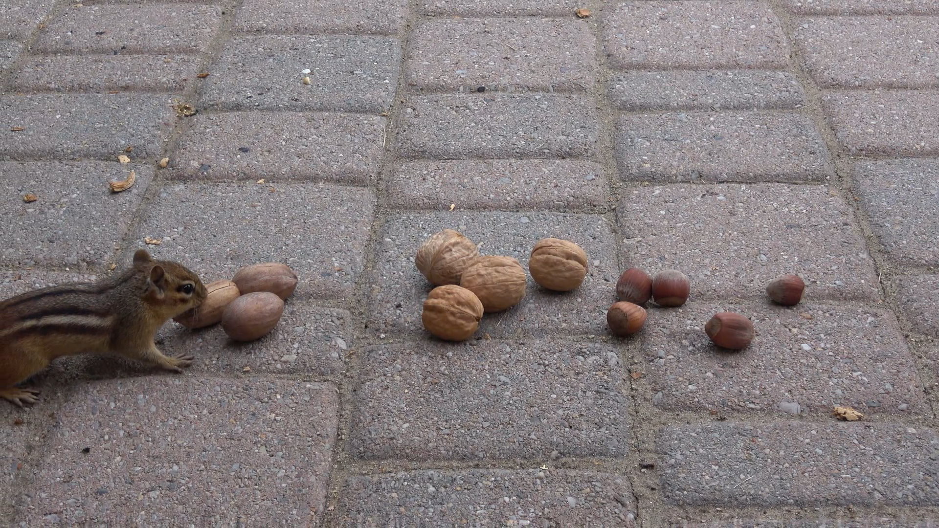 FirstPecan5.JPG