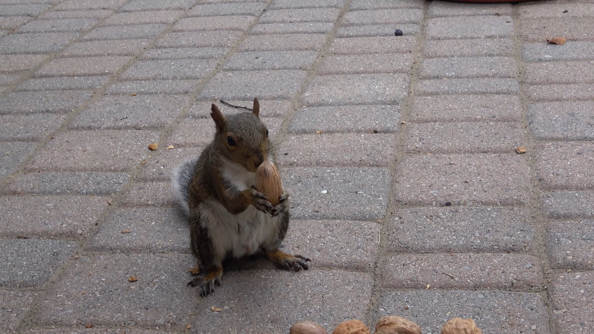 FirstPecan3.JPG