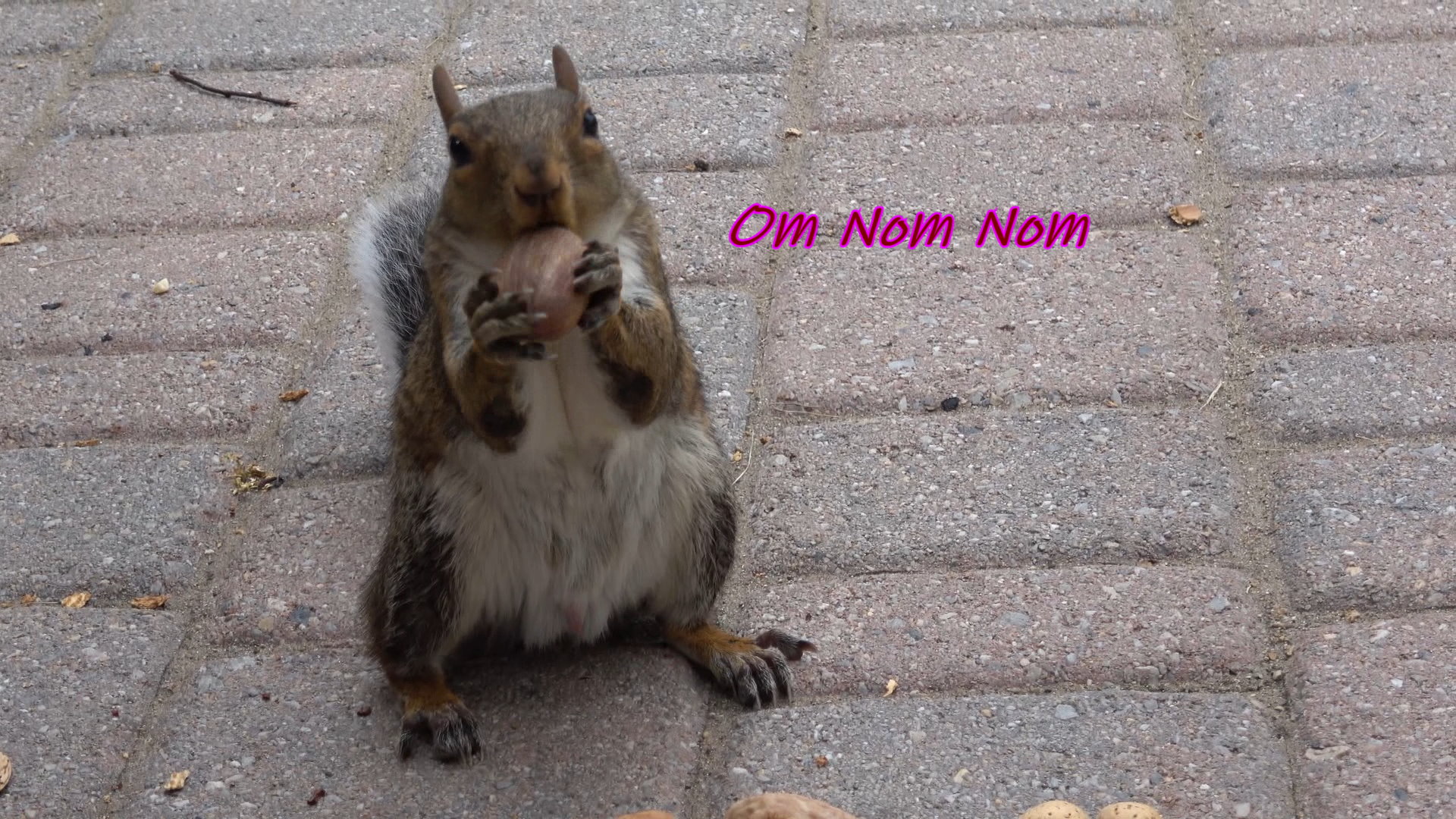 FirstPecan0.JPG