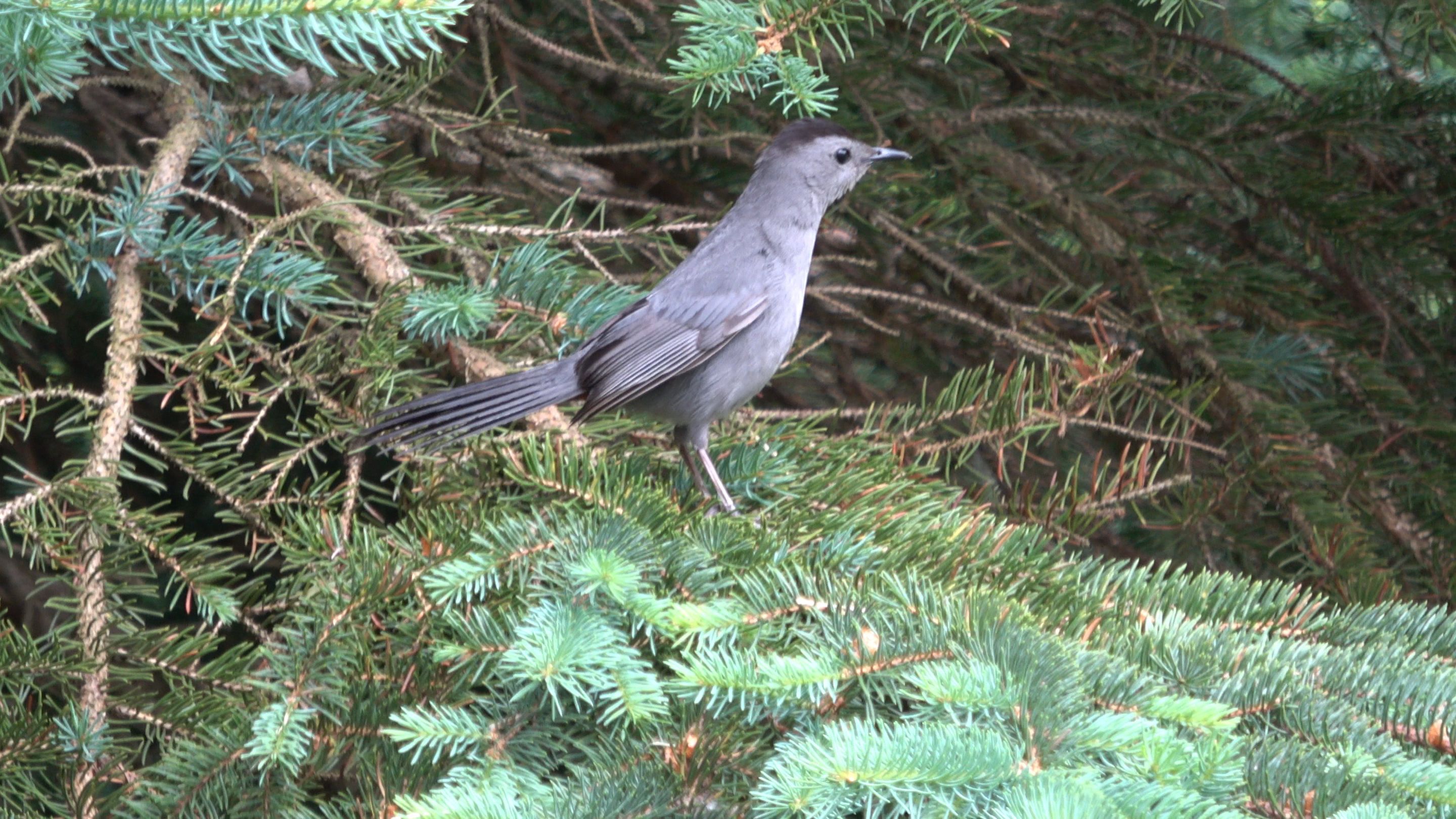 Catbird4.JPG