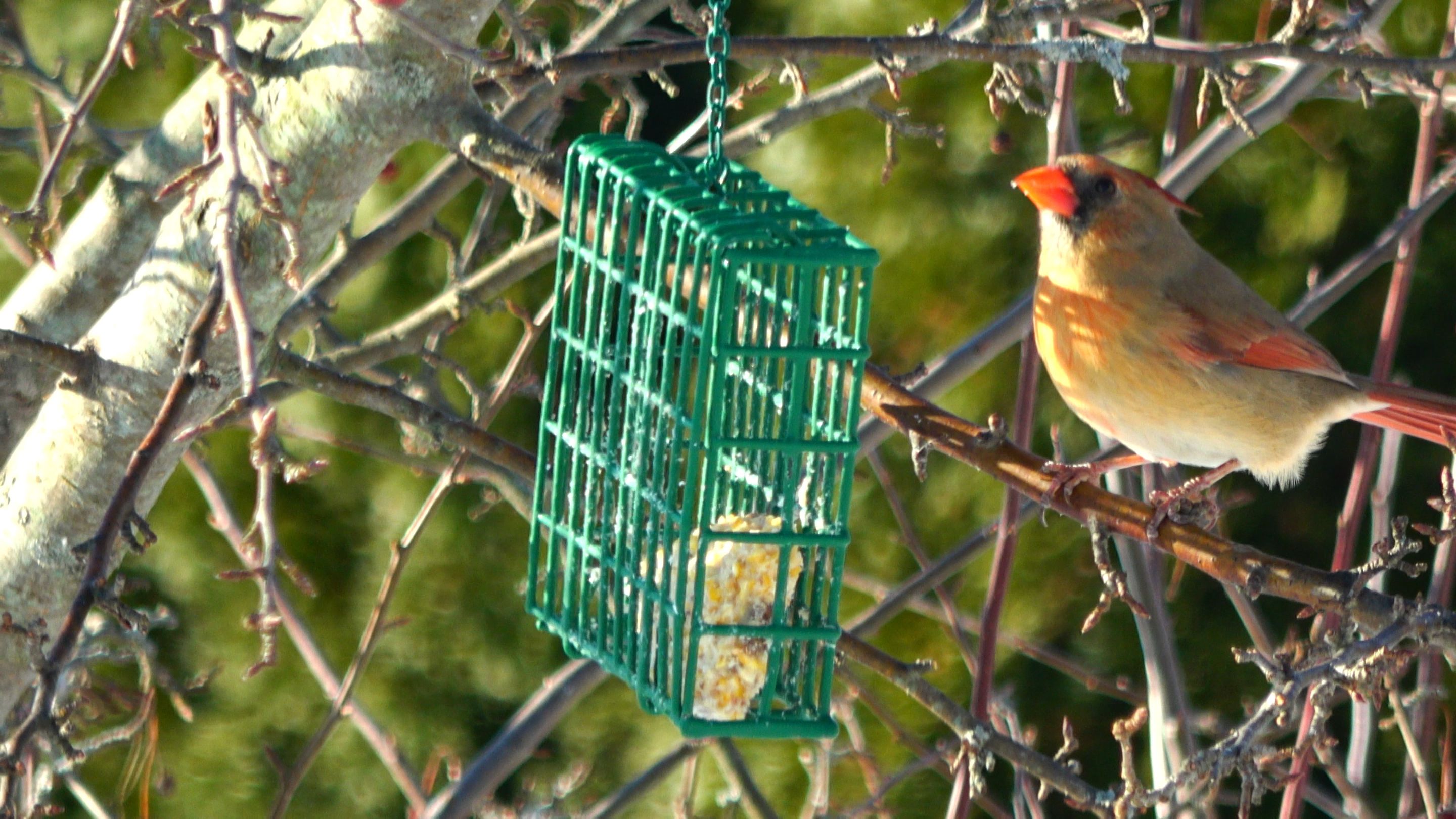 Cardinal1.JPG