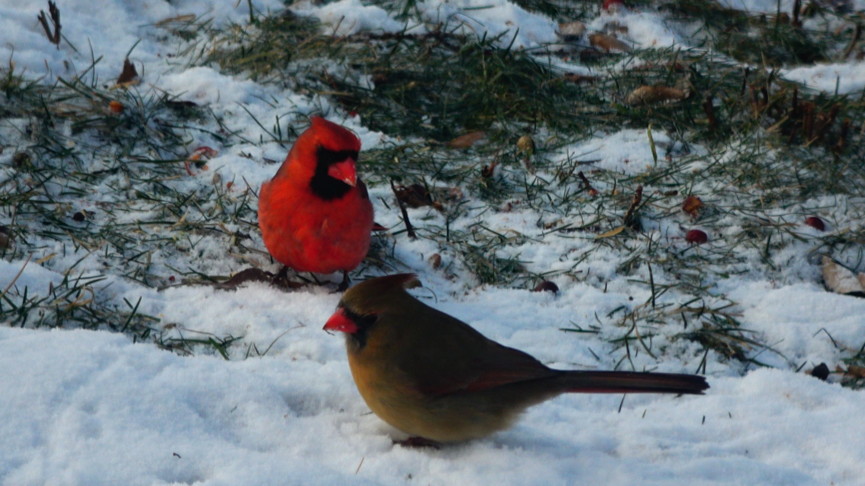 Cardinal4.JPG