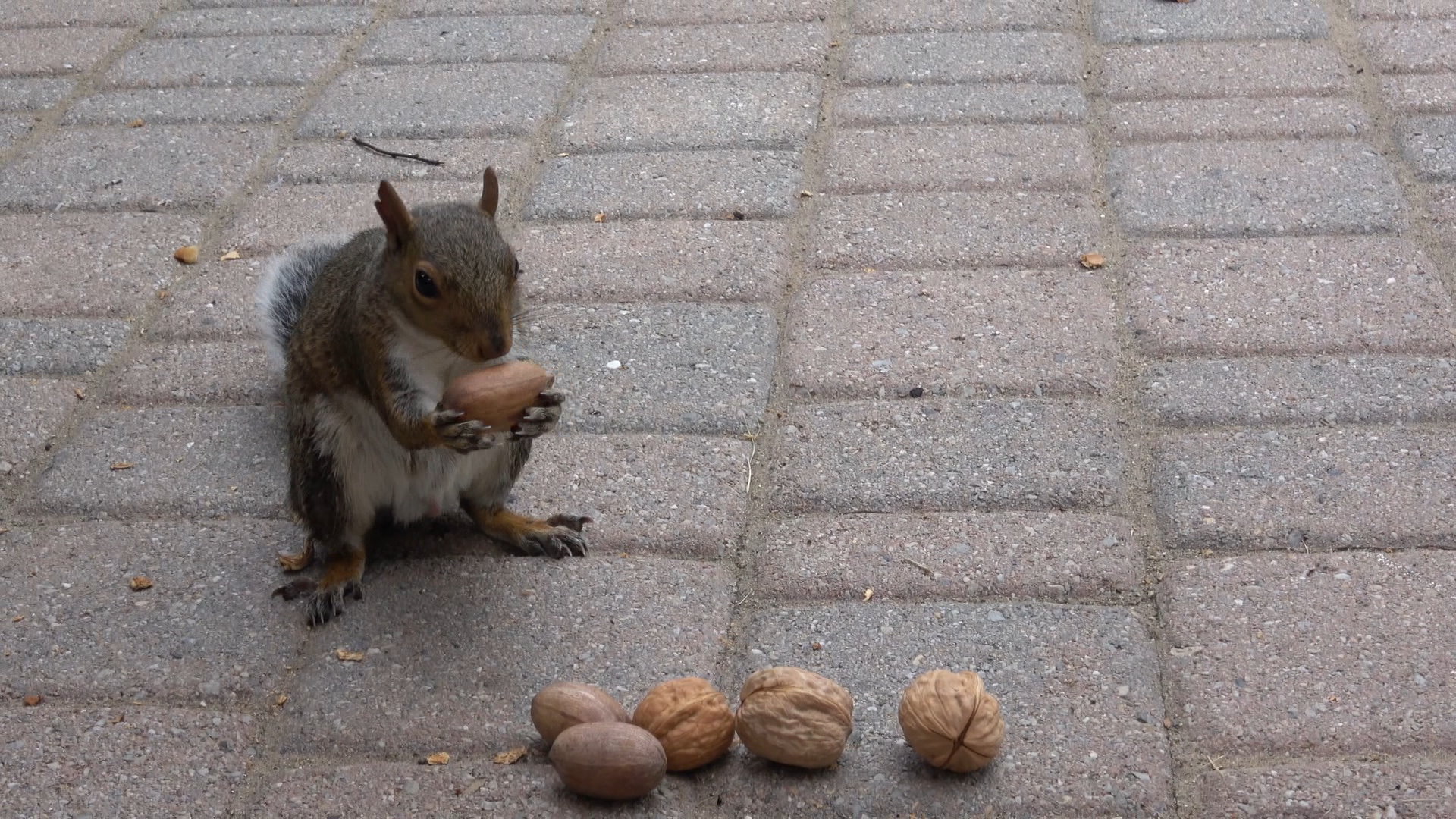 FirstPecan2.JPG