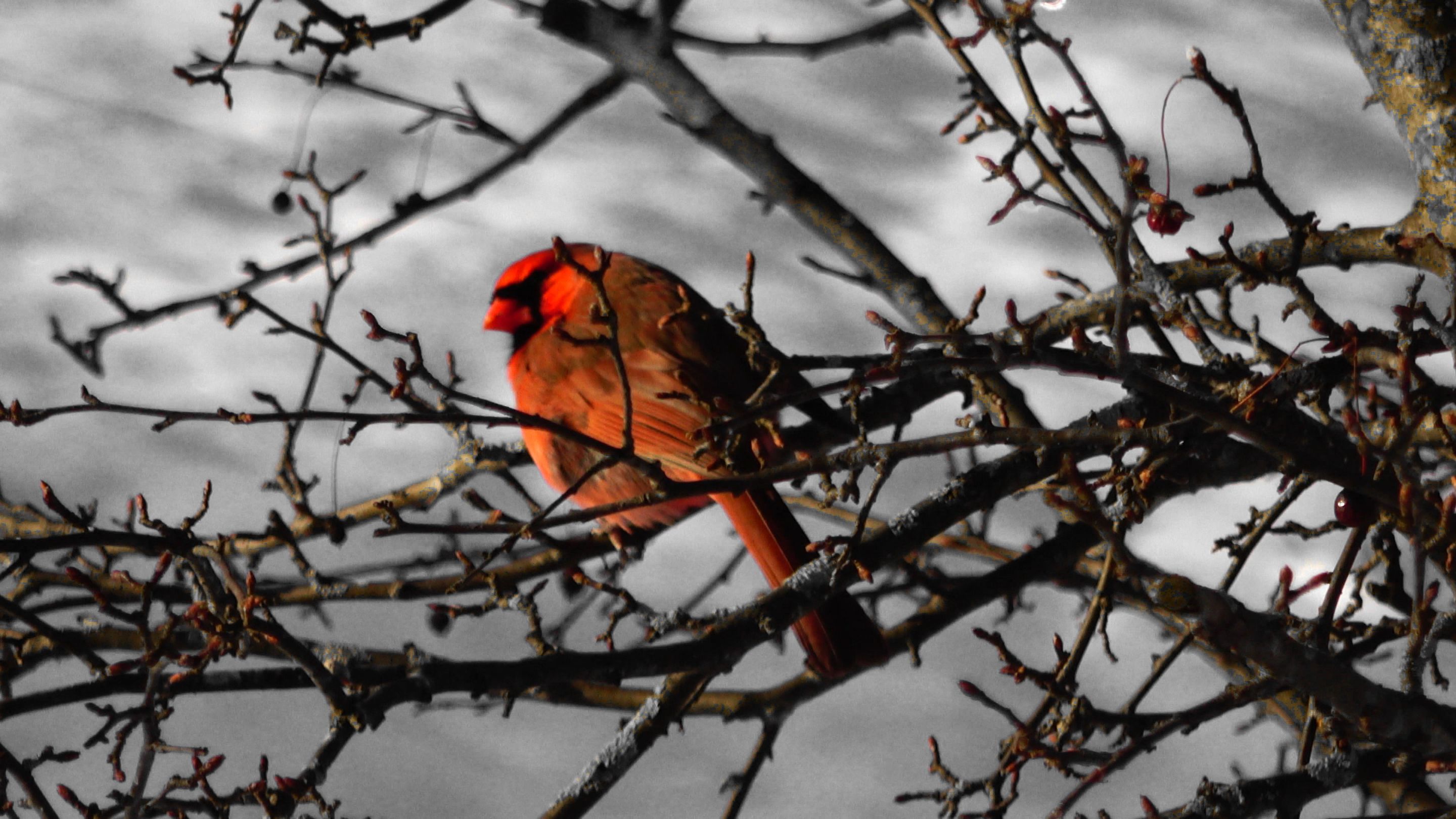 Cardinal17A.JPG