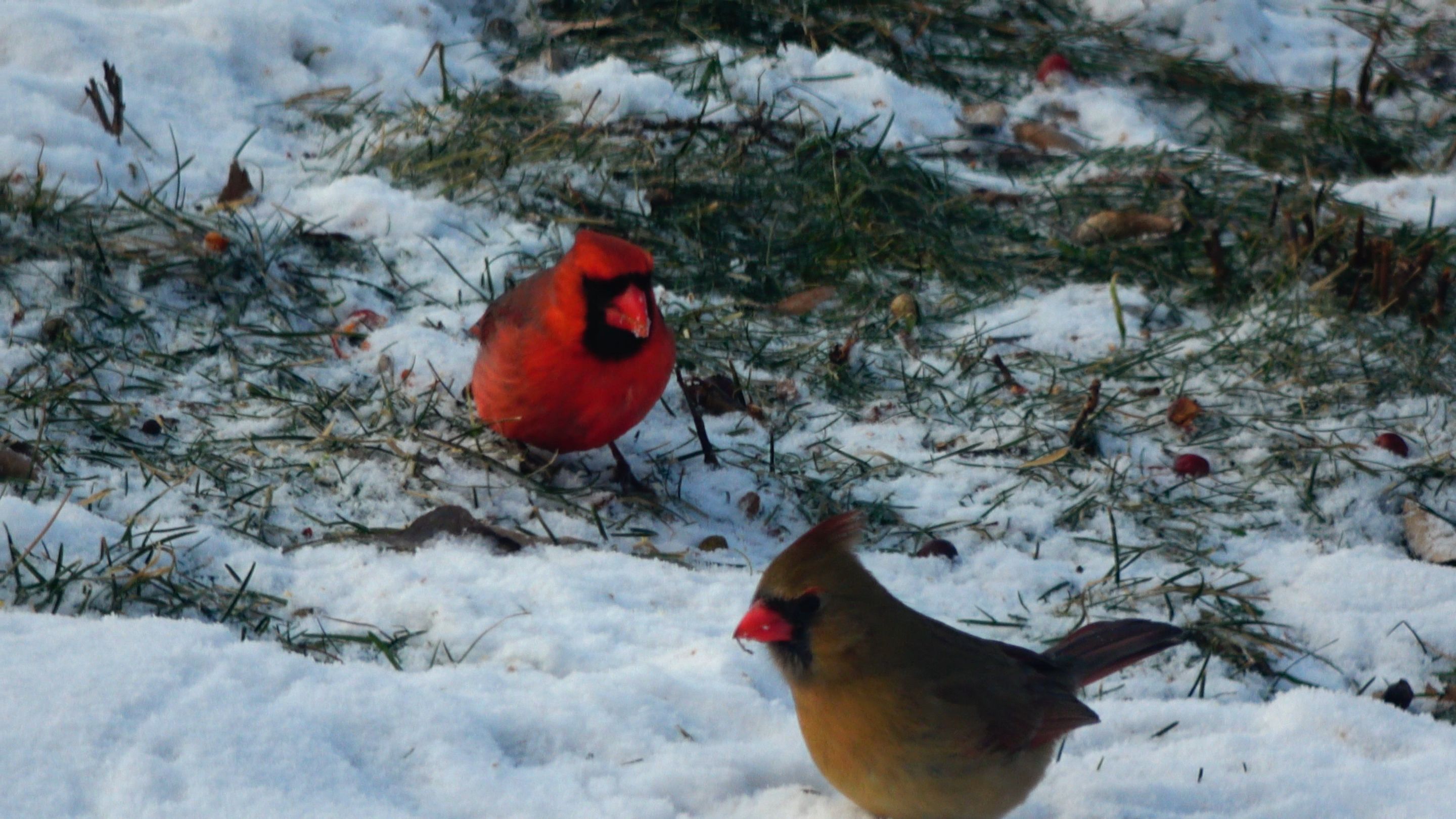 Cardinal3.JPG