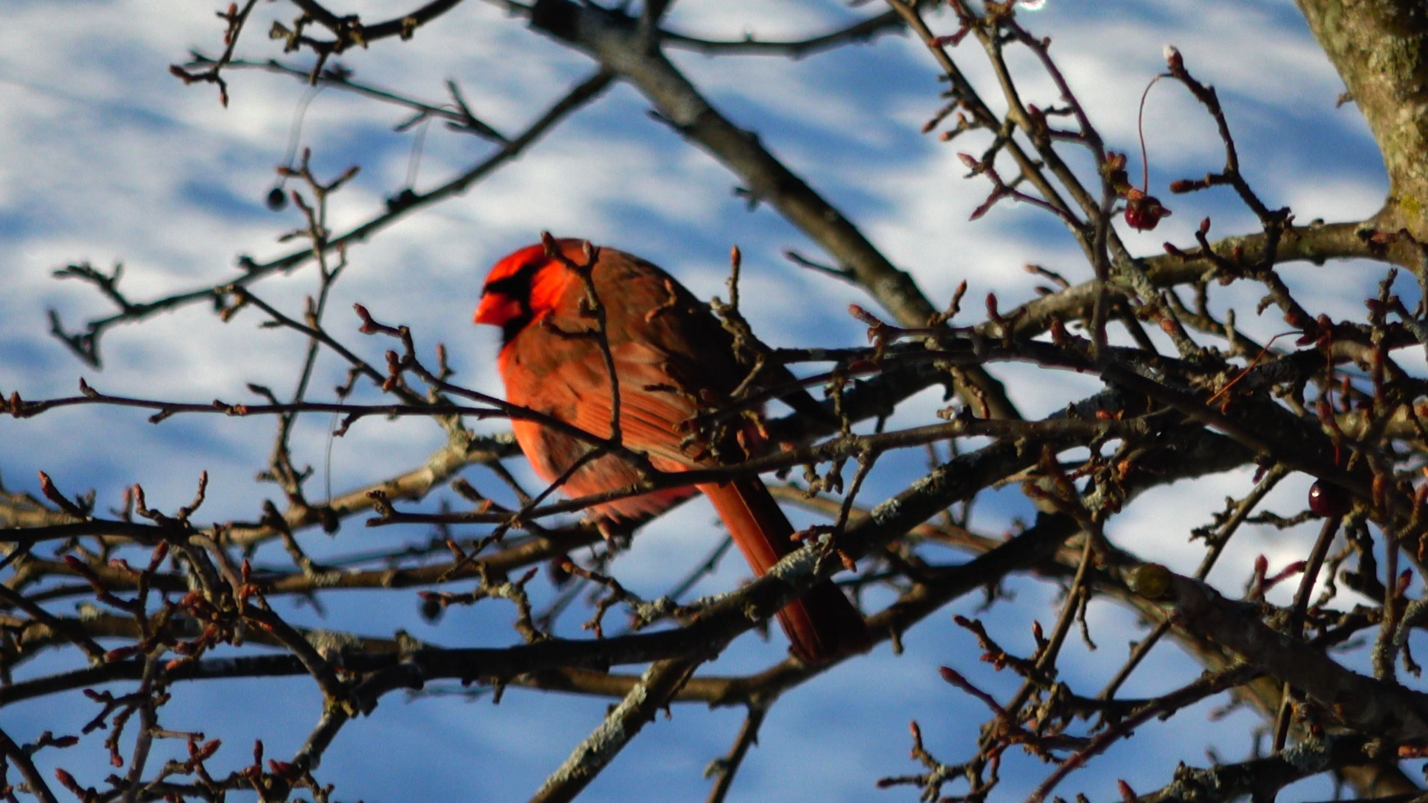 Cardinal17.JPG