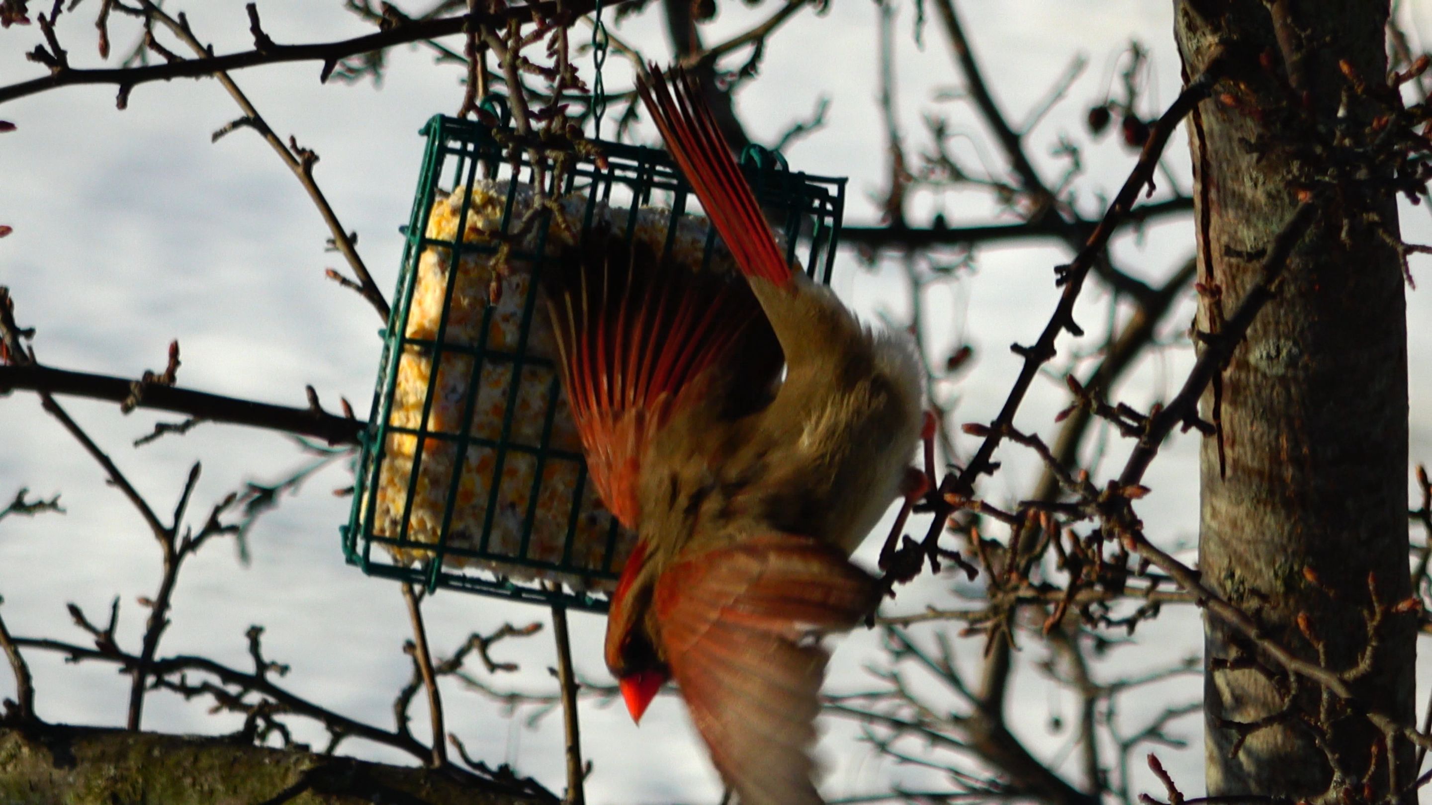 Cardinal15.JPG