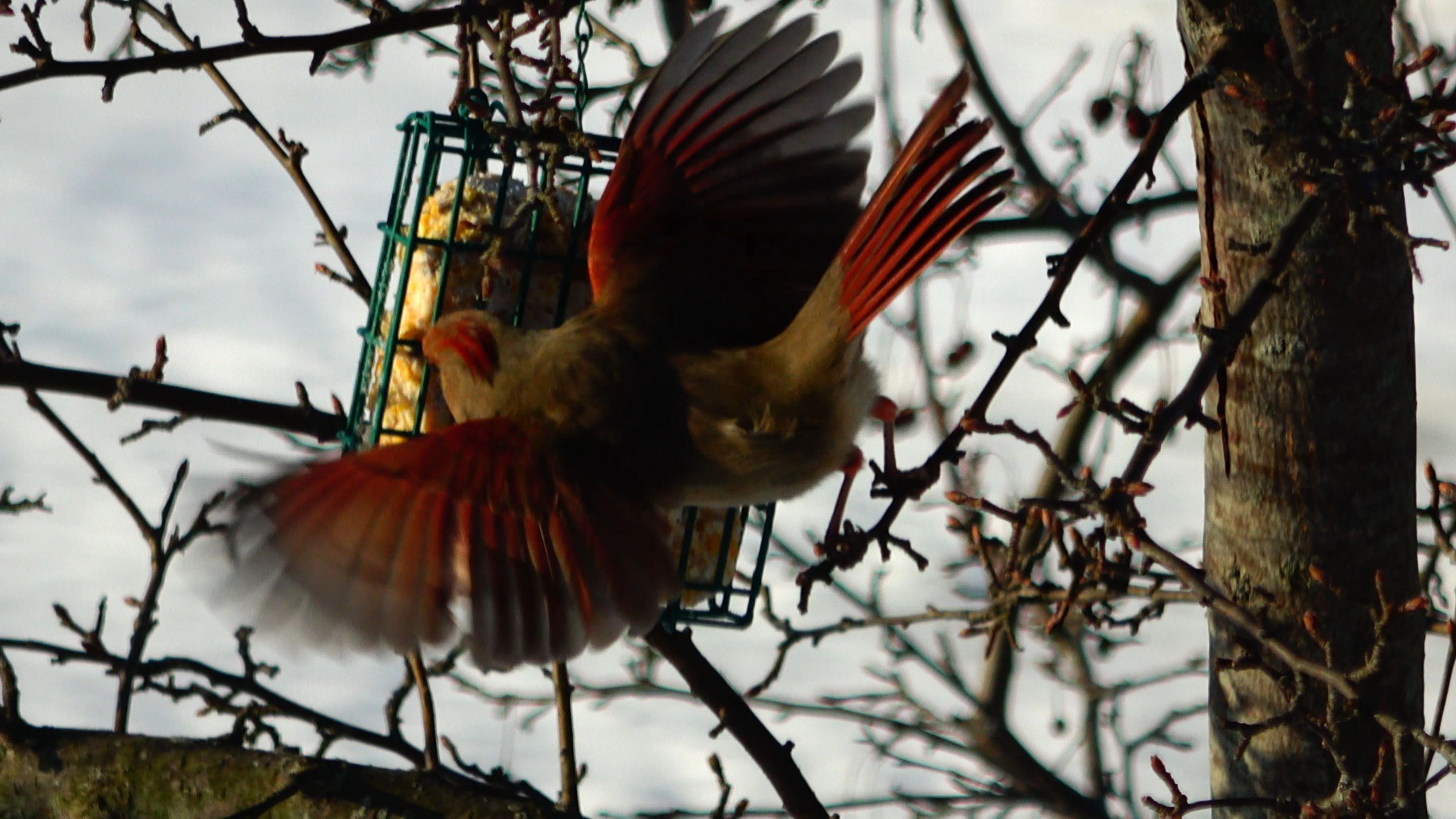 Cardinal11.JPG