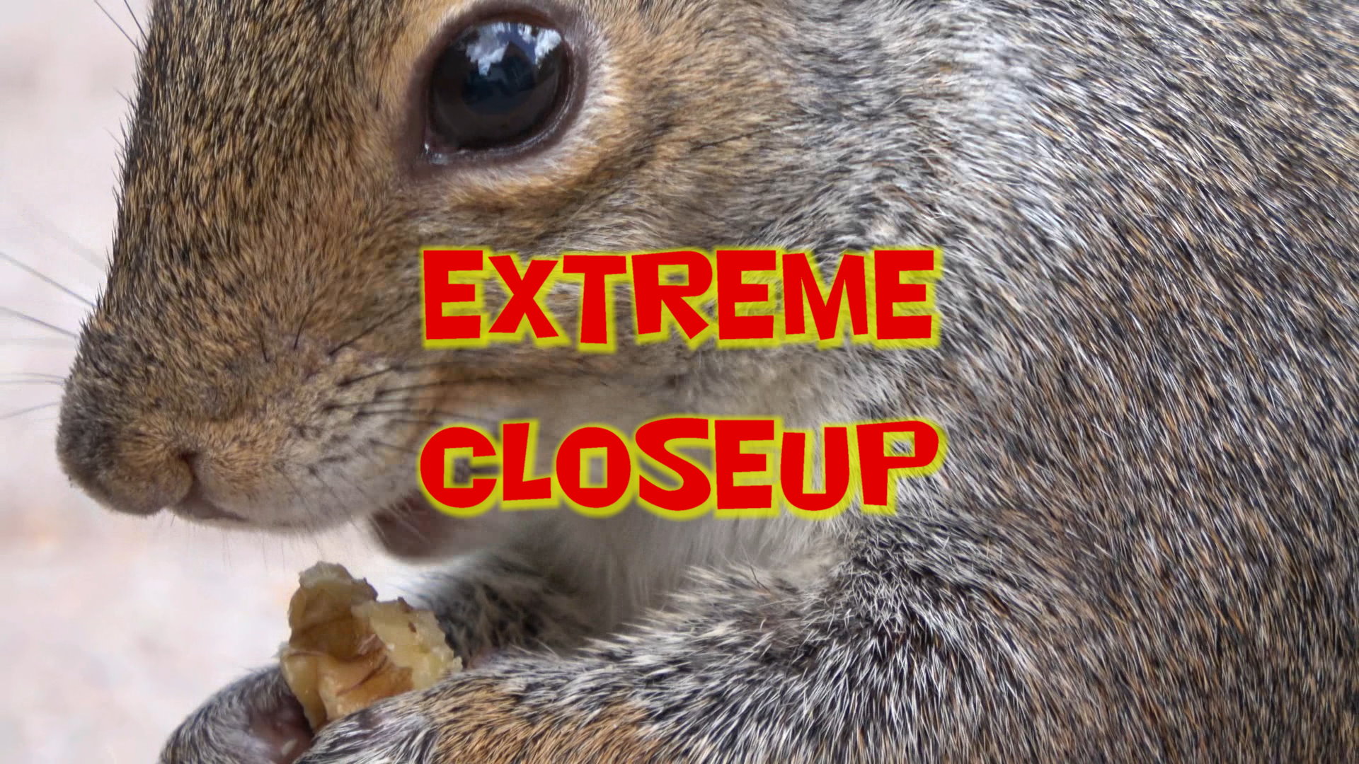 Extreme Closeup 6.JPG