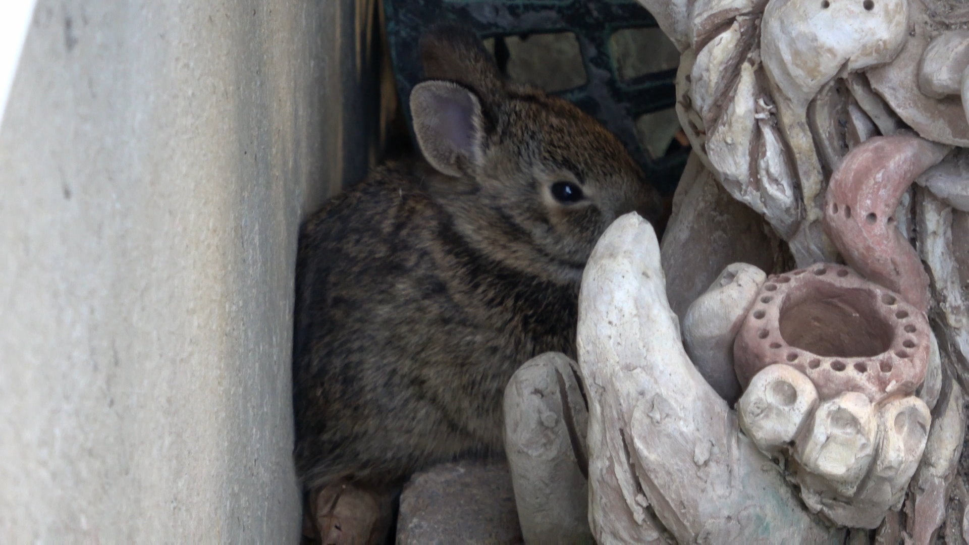 BabyBunny4.JPG