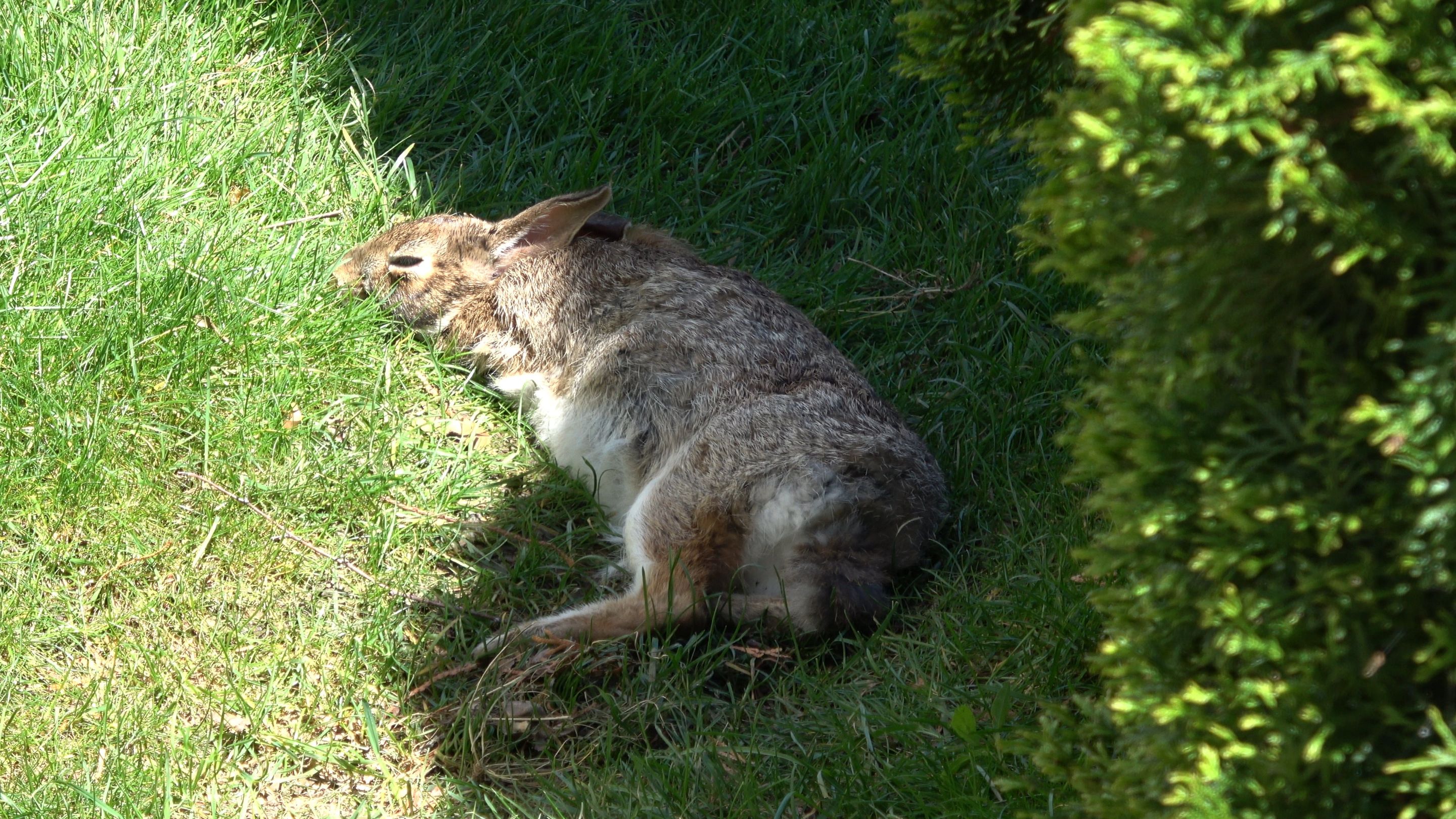 ChillRabbit.JPG