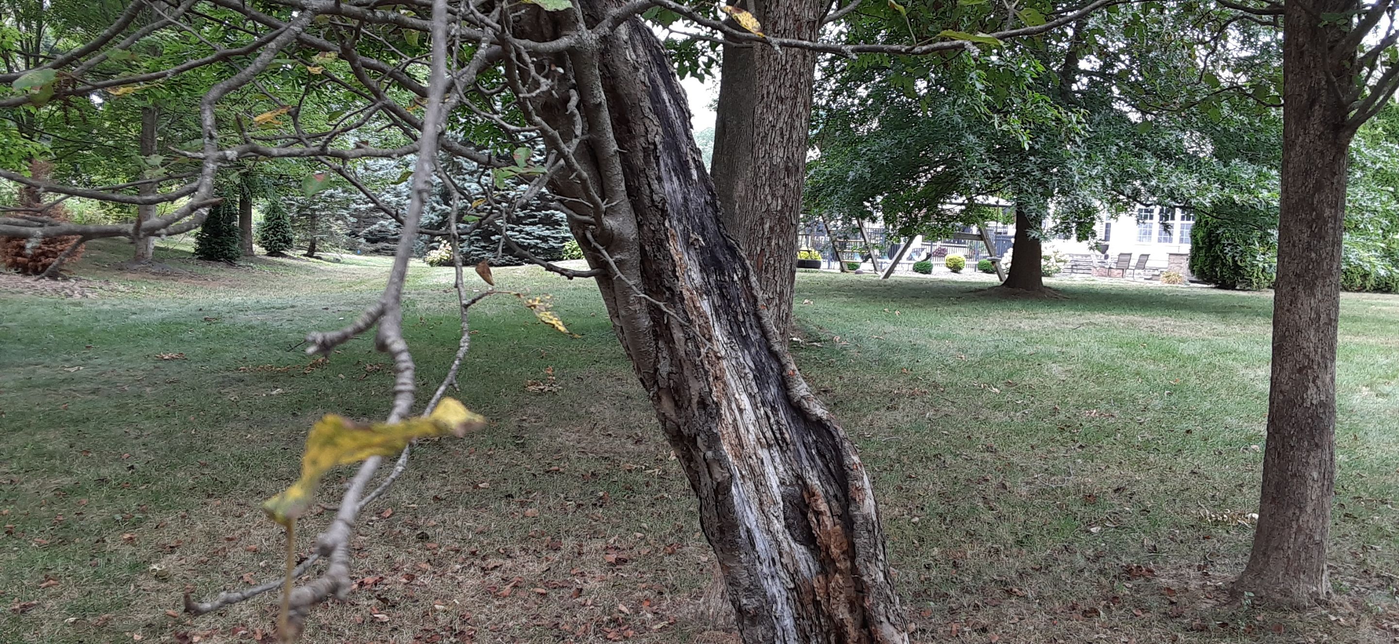 AppleTrees3.jpg