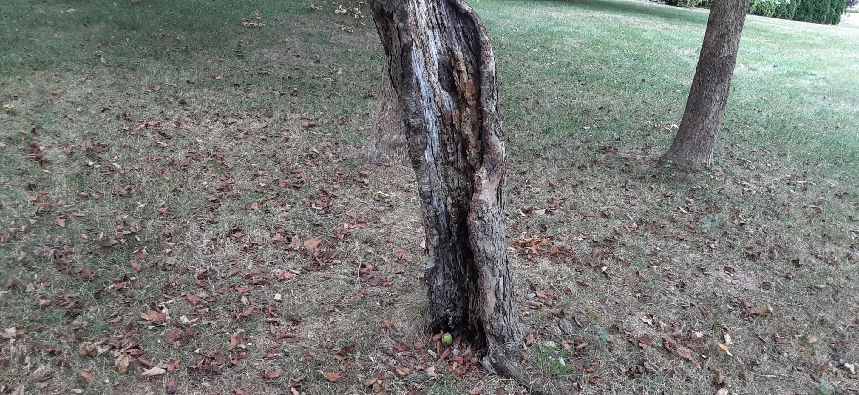 AppleTrees2.jpg