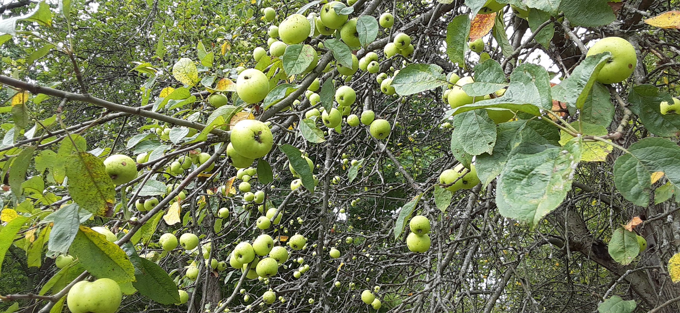 AppleTrees1.jpg