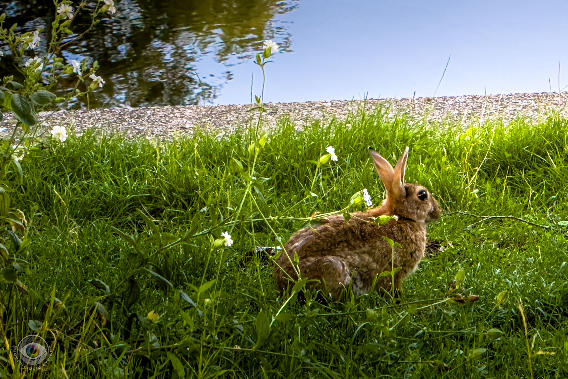 hare
