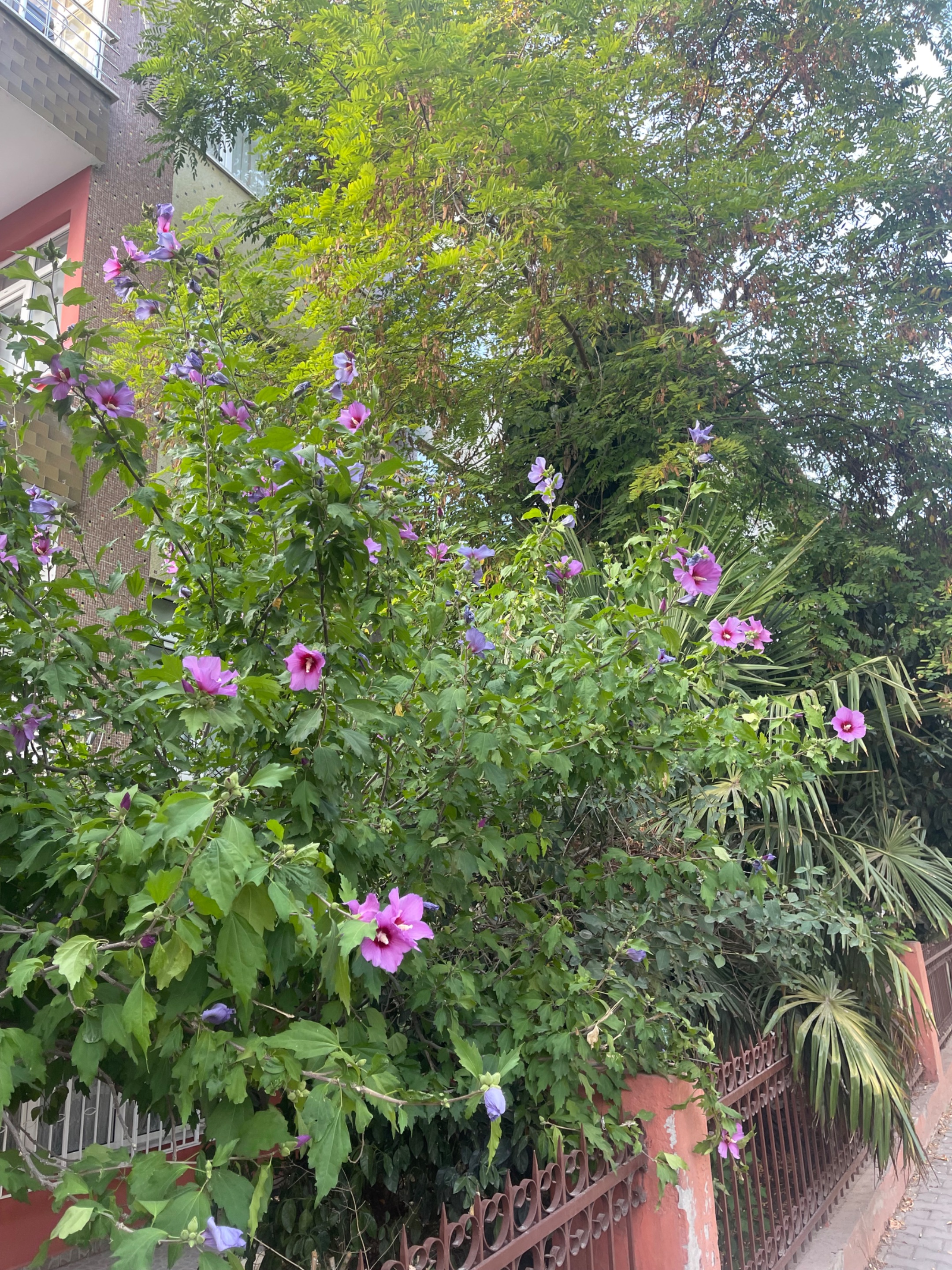 IMG_0810.jpeg