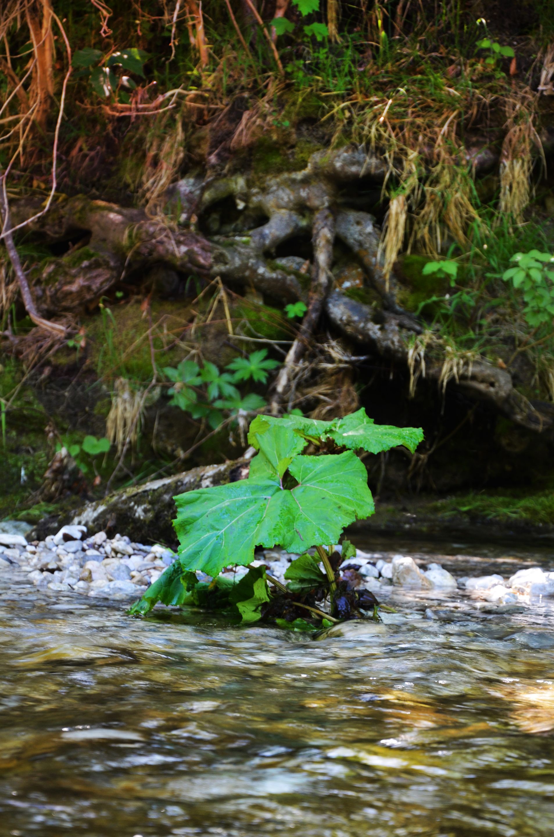 DSC_0940.jpg