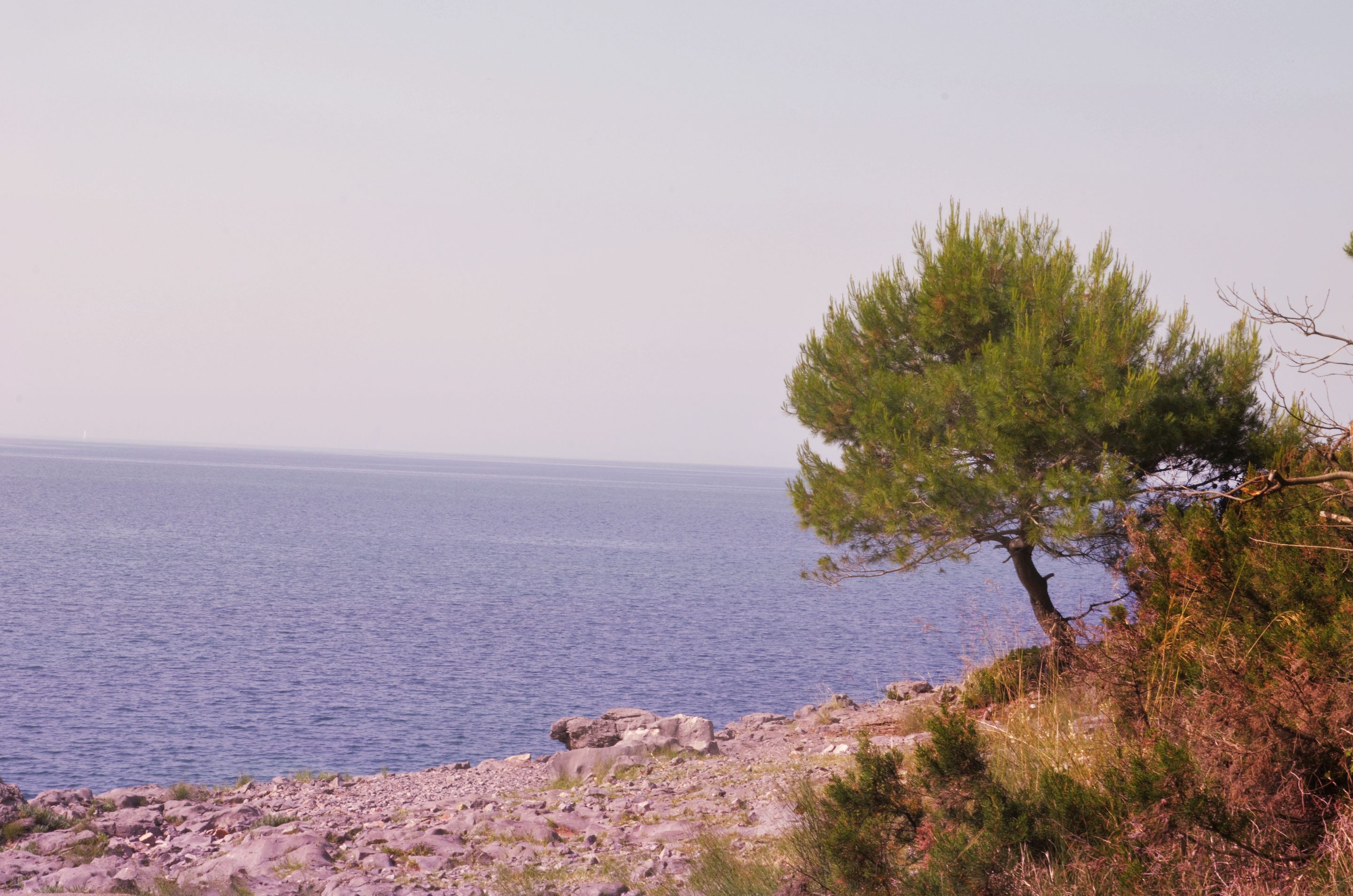 DSC_1102.jpg