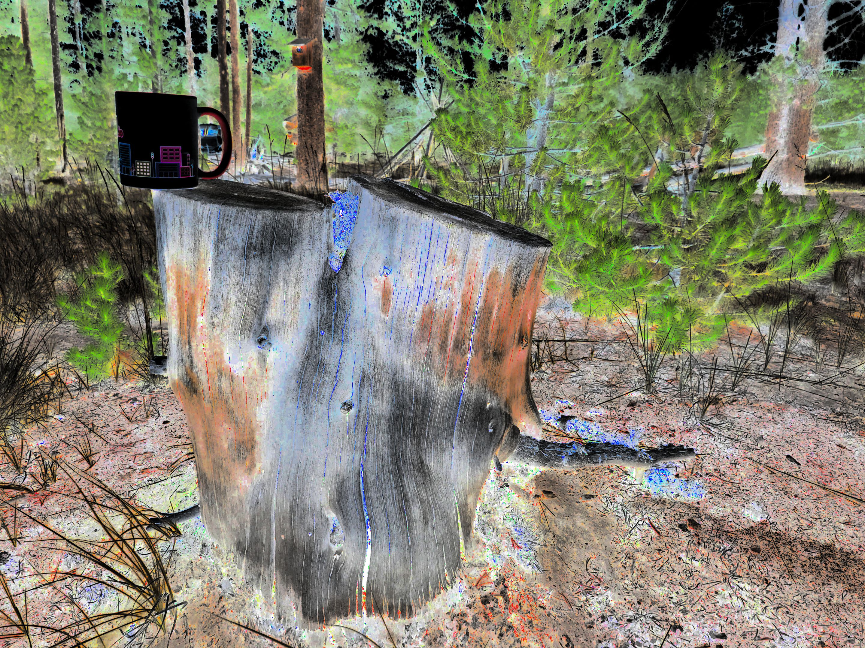 stump3.jpeg