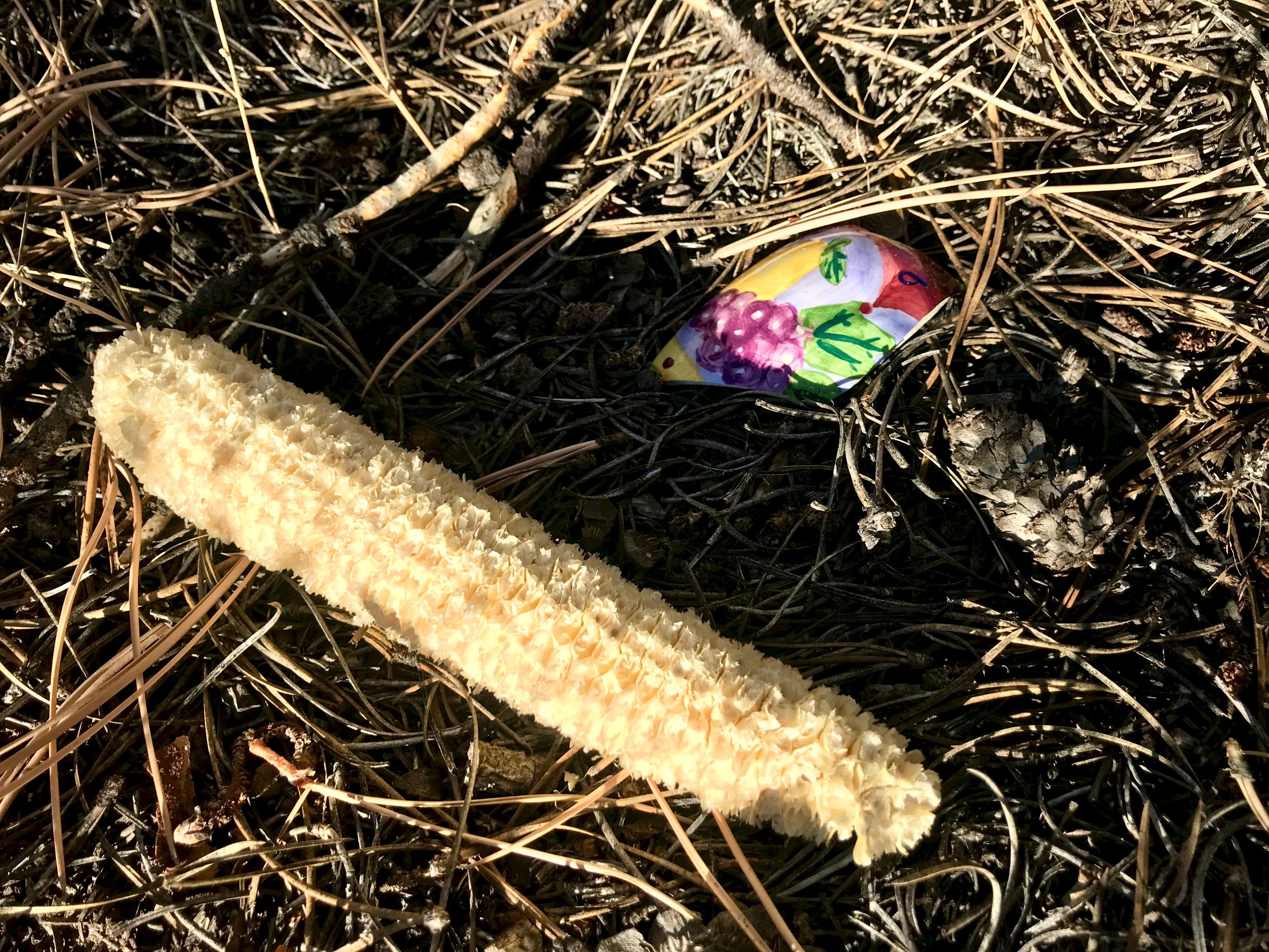 corn cob.jpeg