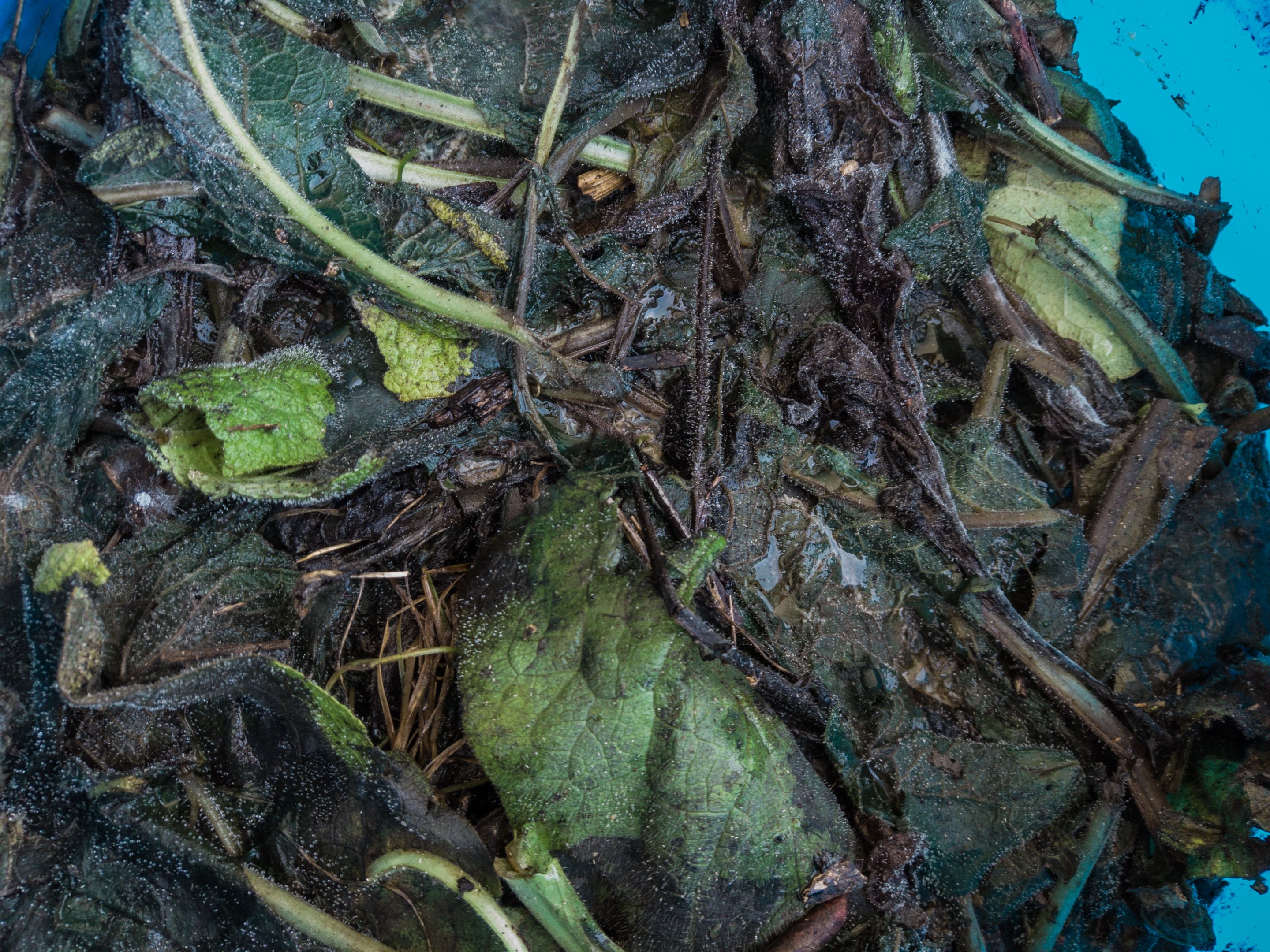 biochar-27.jpg