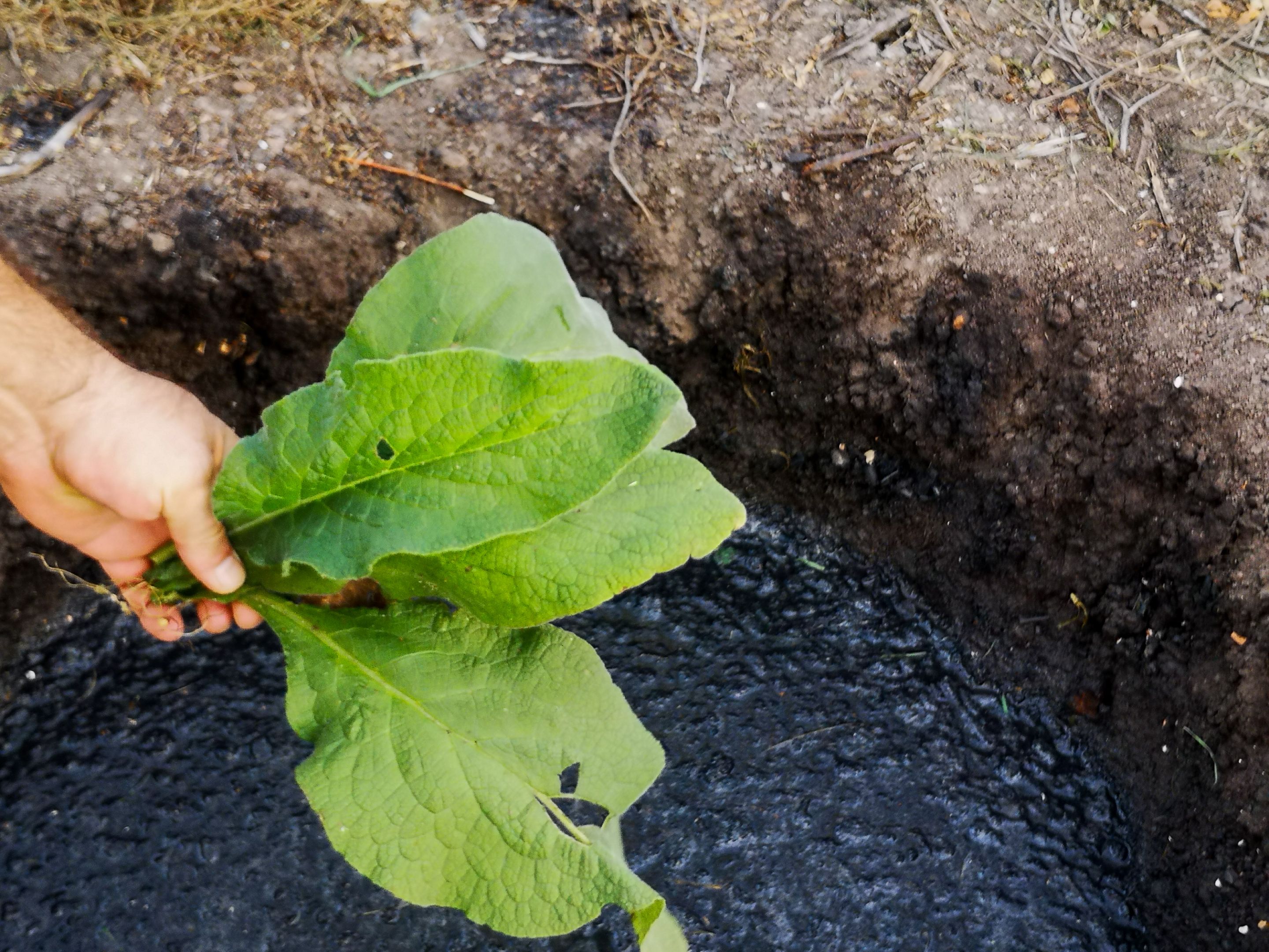 biochar-20.jpg