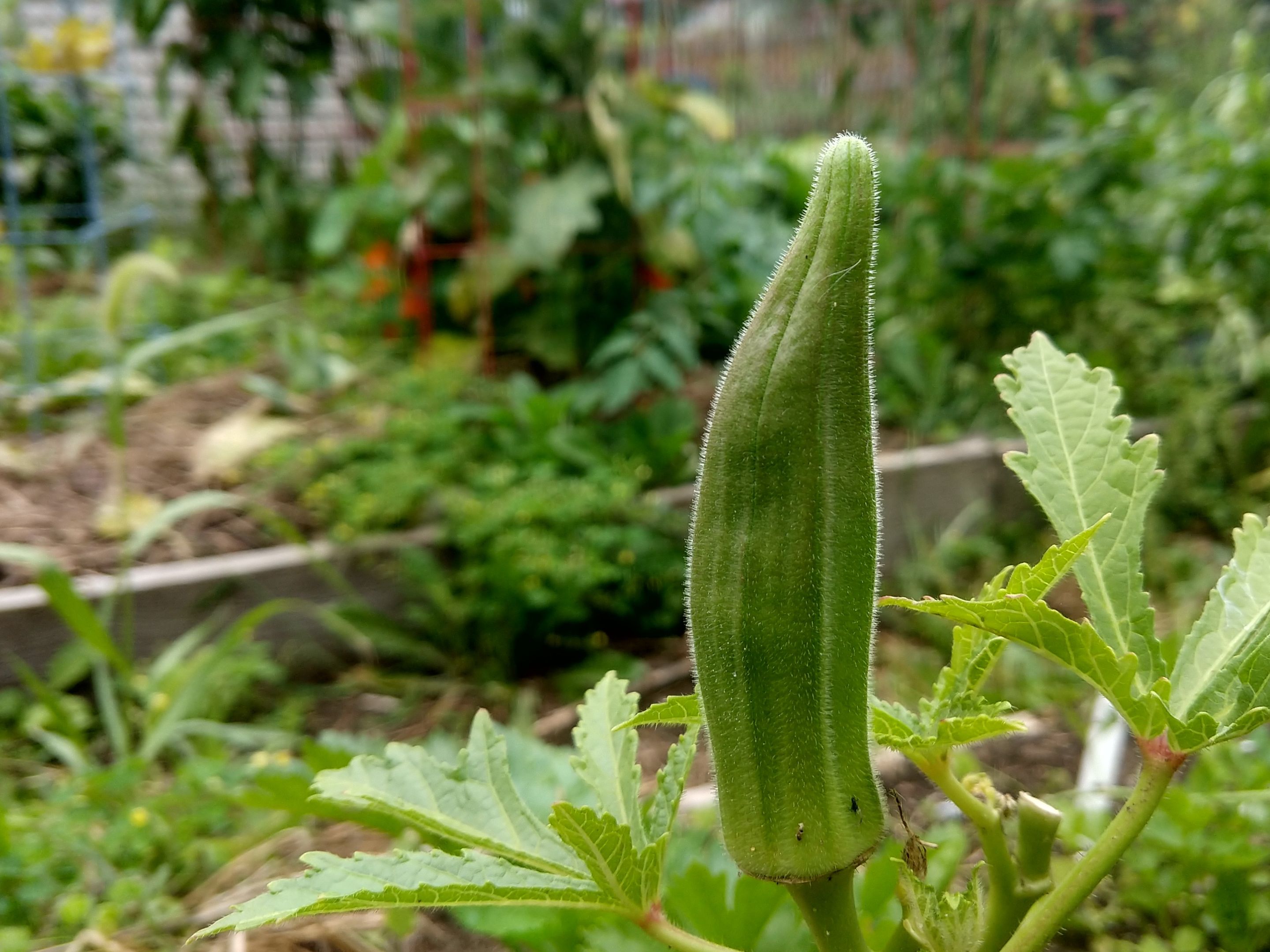 okra pod.jpg