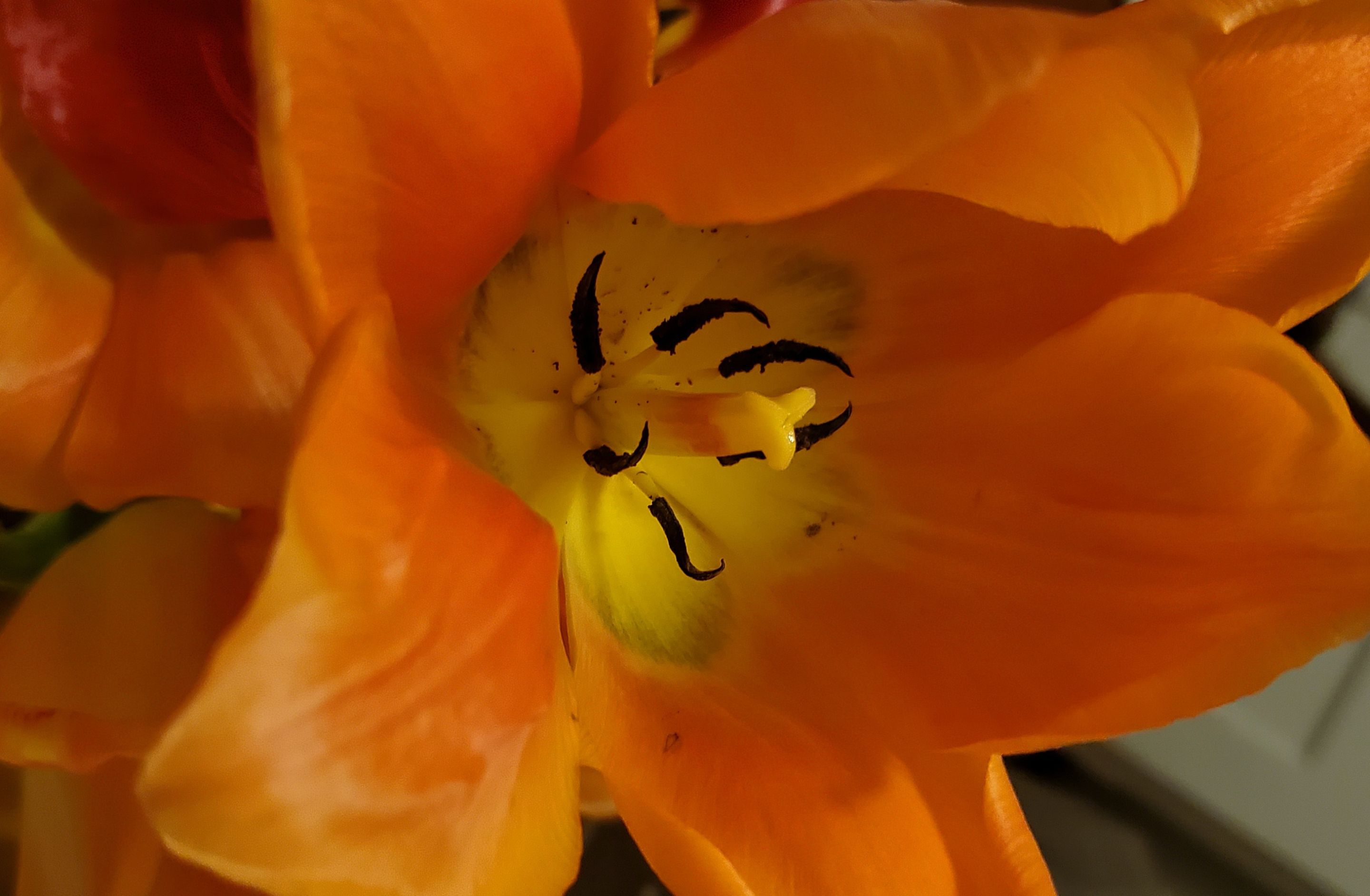 kathee tulip shot.jpg