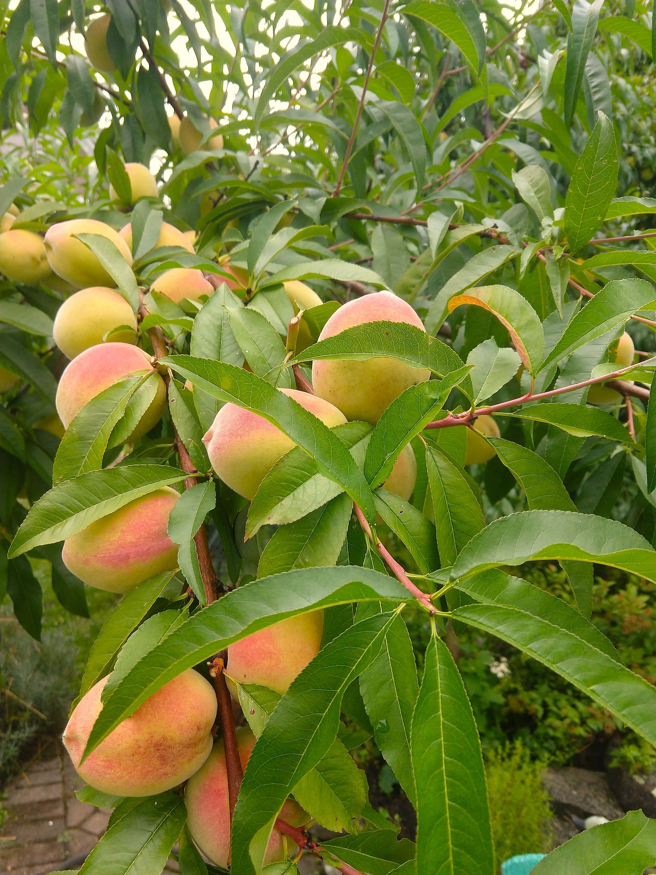 peach 2025.jpg