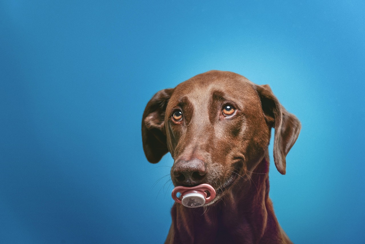 dog-7205842_1280.jpg