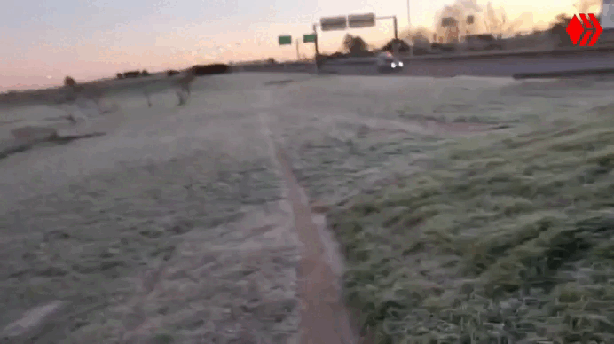 Gif 2.gif