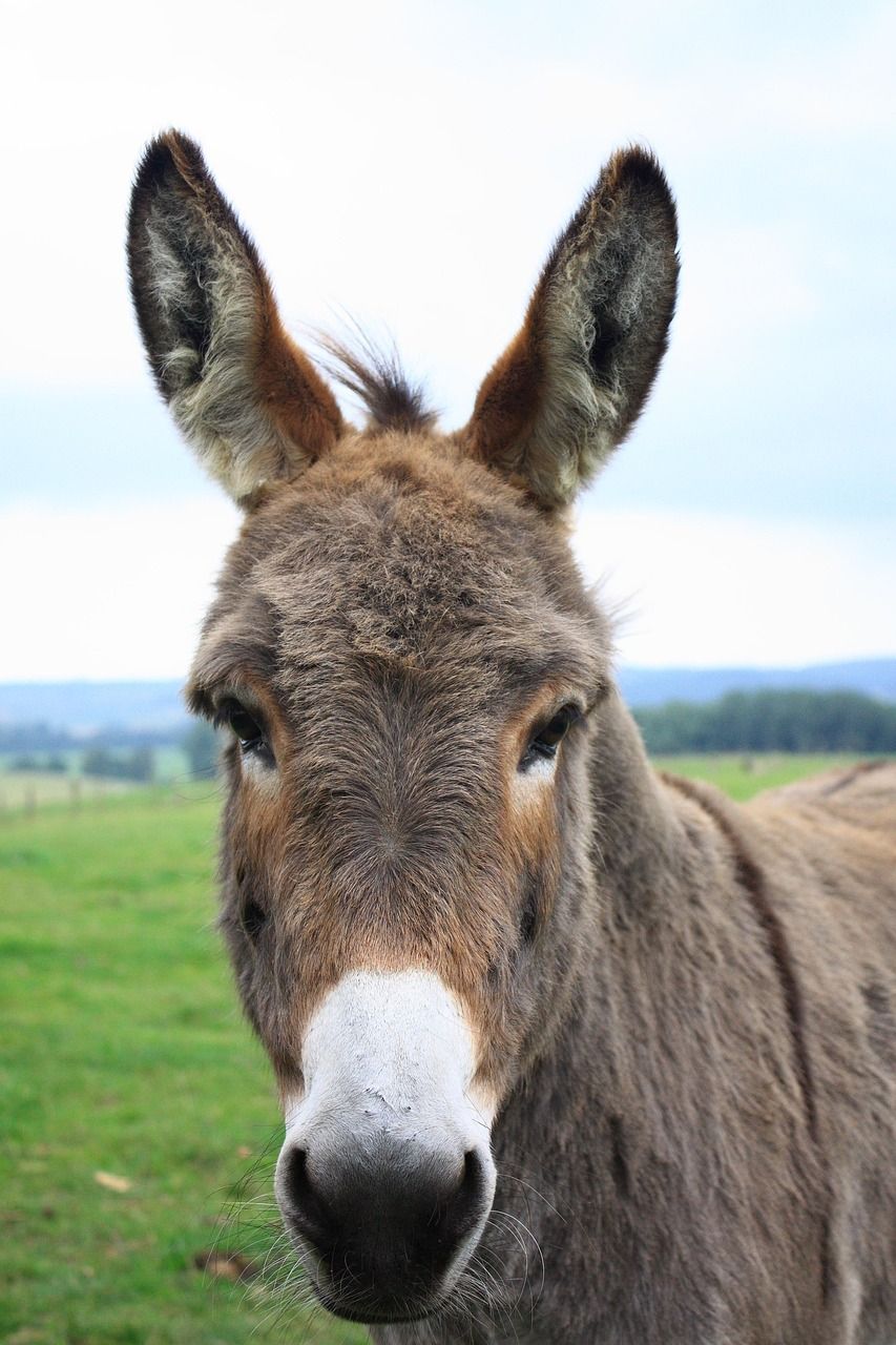 JvFFVmatwWHRfvmtd53nmEJ94xpKydwmb…
Payout: 0.000 HBDThe Journey of Dapo the Donkey**
2025-07-17 19:32![donkey-2095513_1280.jpg