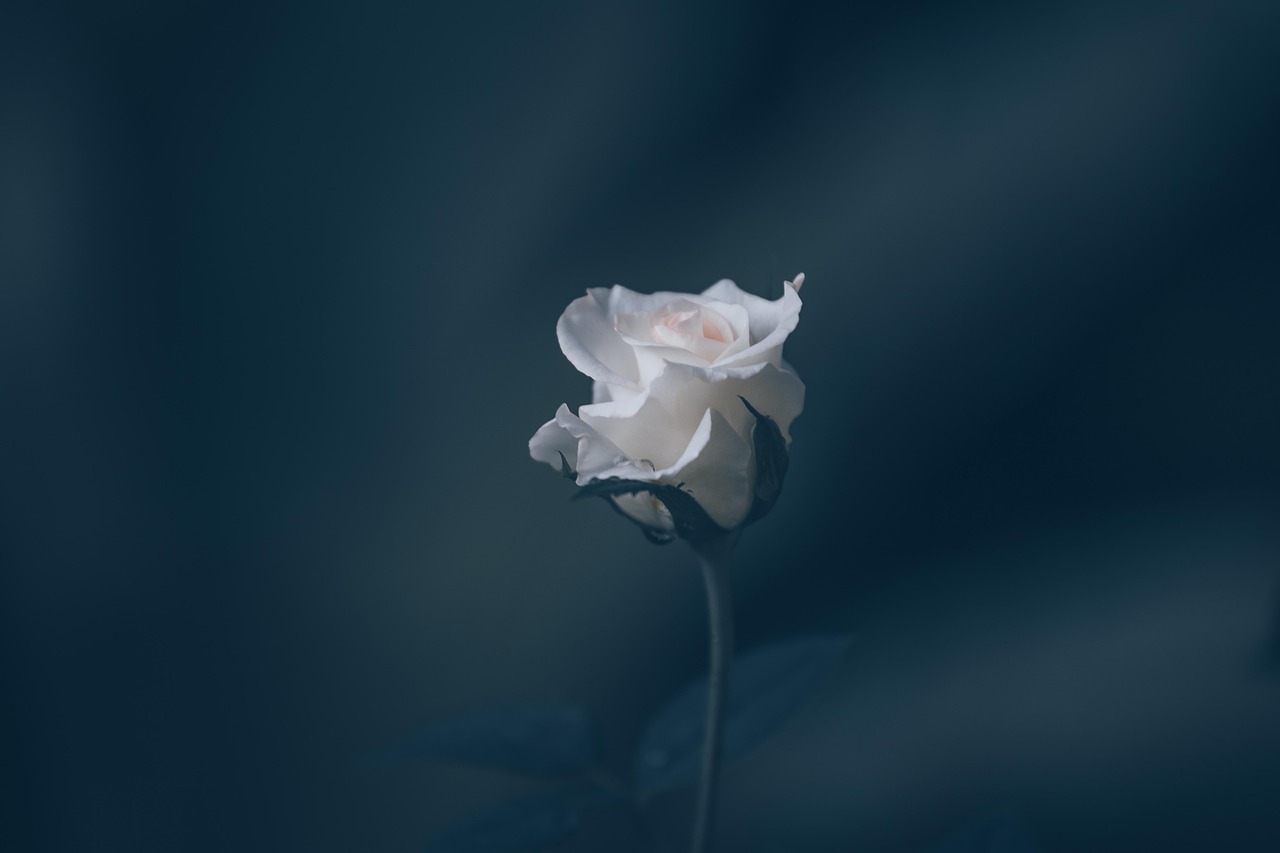 rose-6799477_1280.jpg