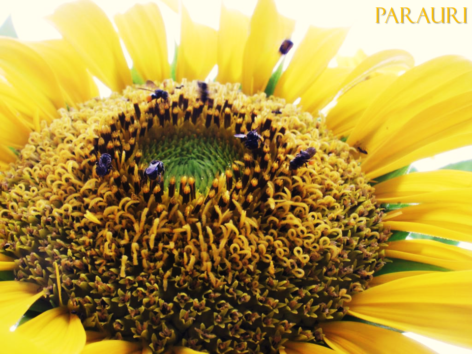 Mamá y unos girasoles muy especiales // Mom with very special sunflowers 