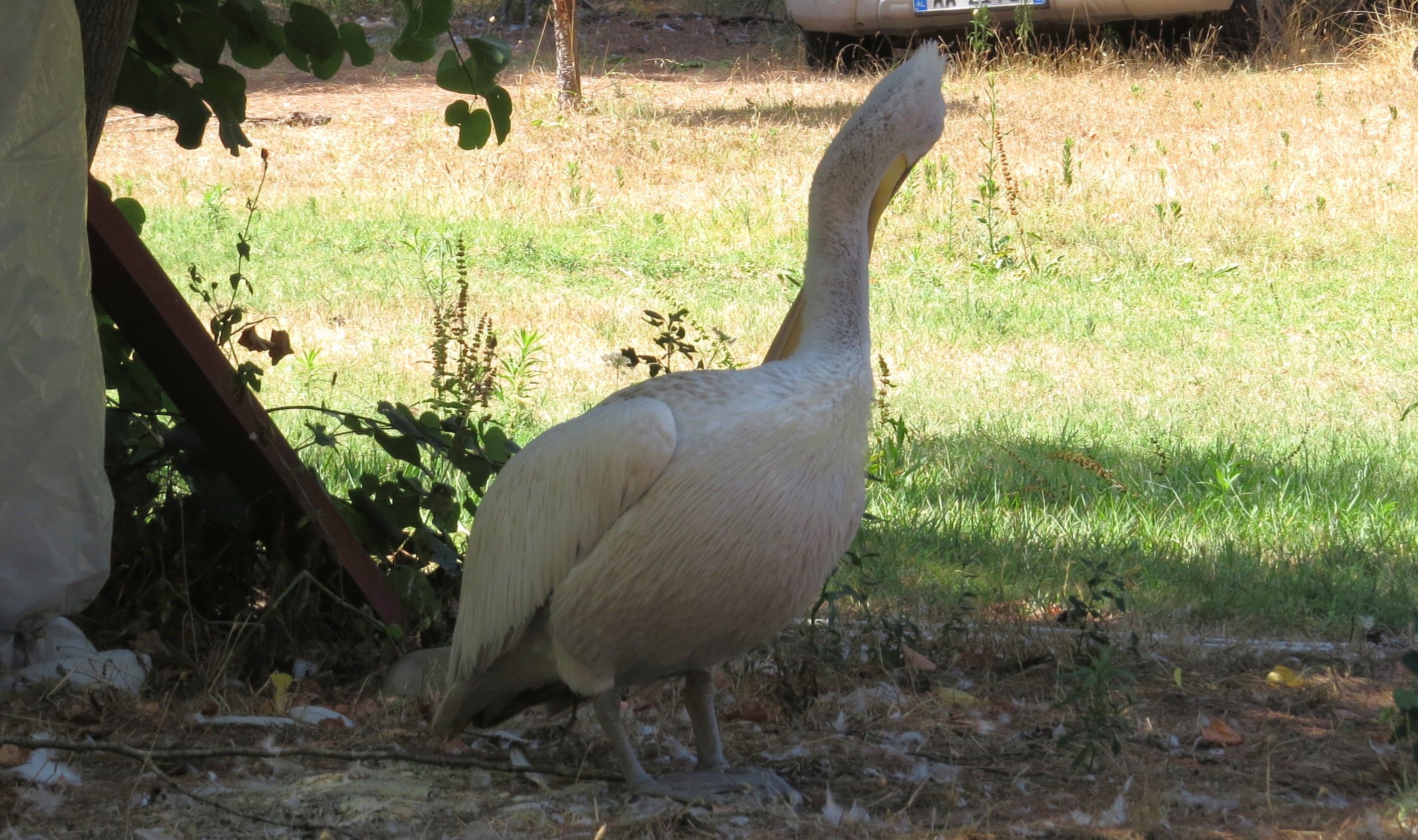 IMG_0156.JPG