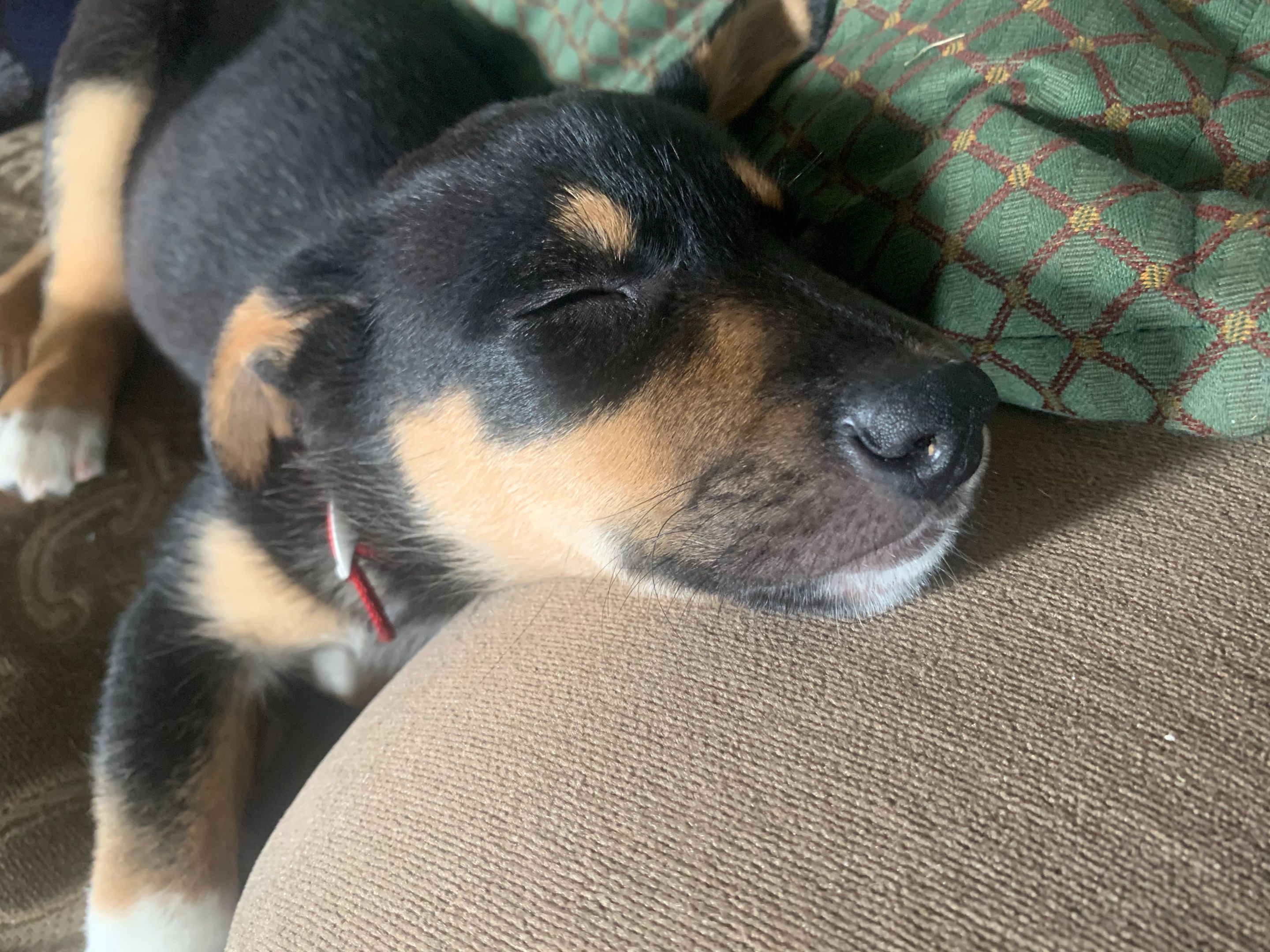 nel_sofasleep.jpeg