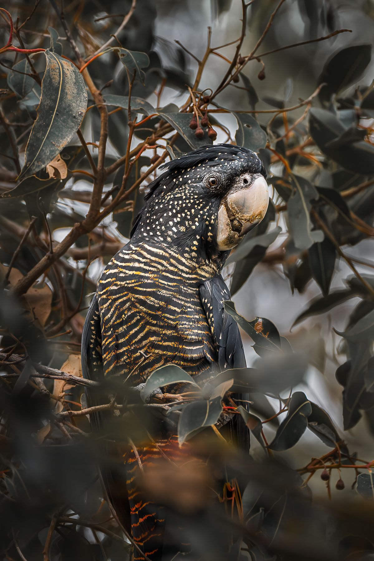 blackcockatoo-1.jpg