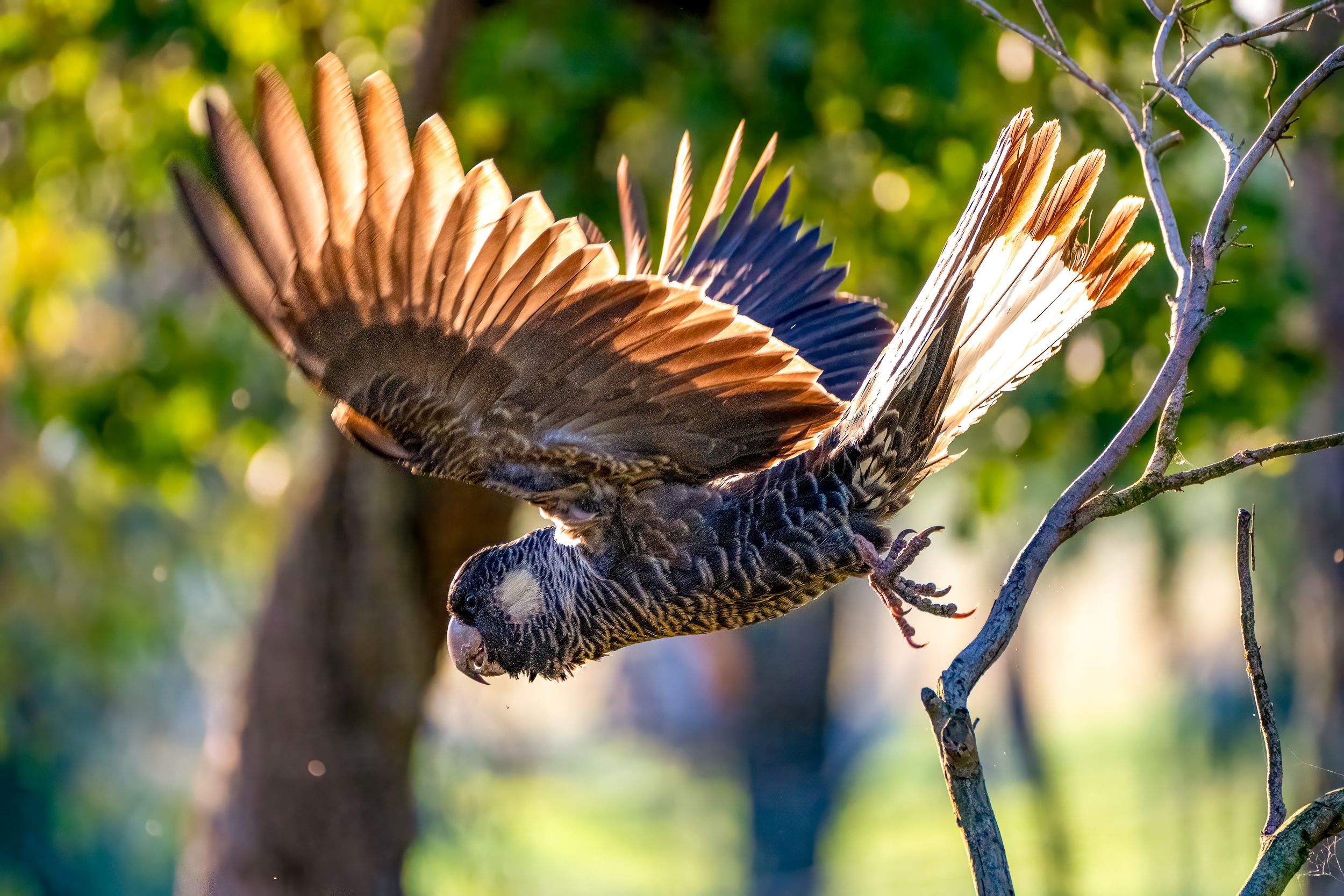birds-2.jpg