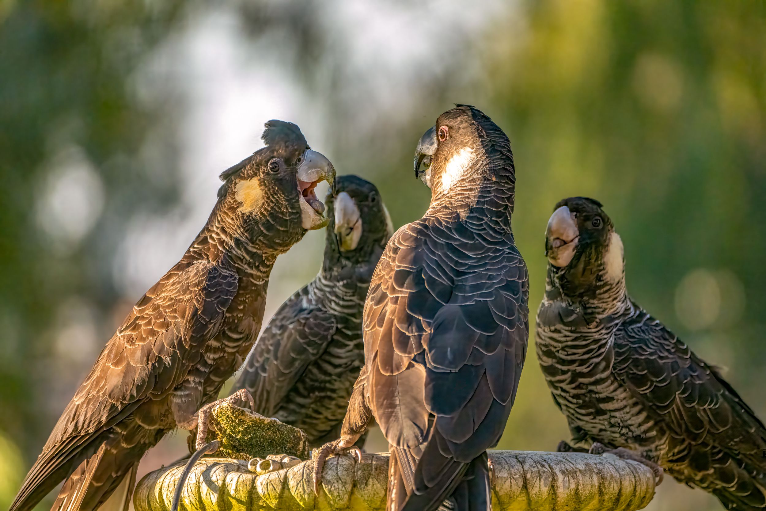 birds-1.jpg
